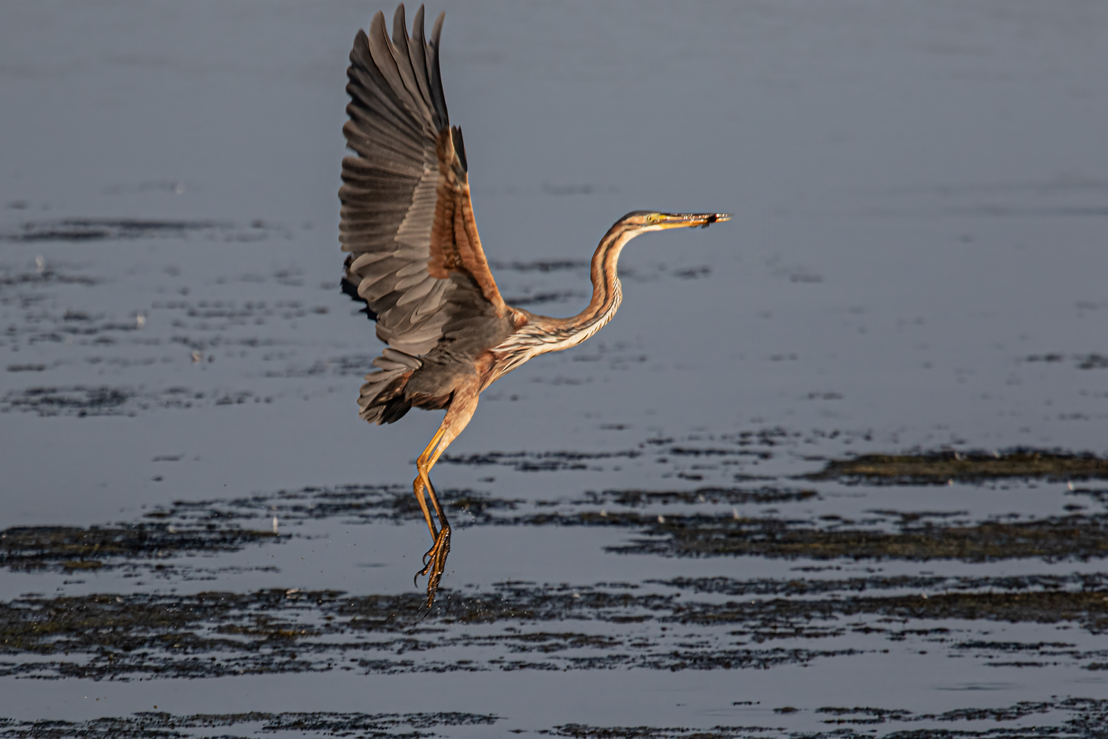purple heron