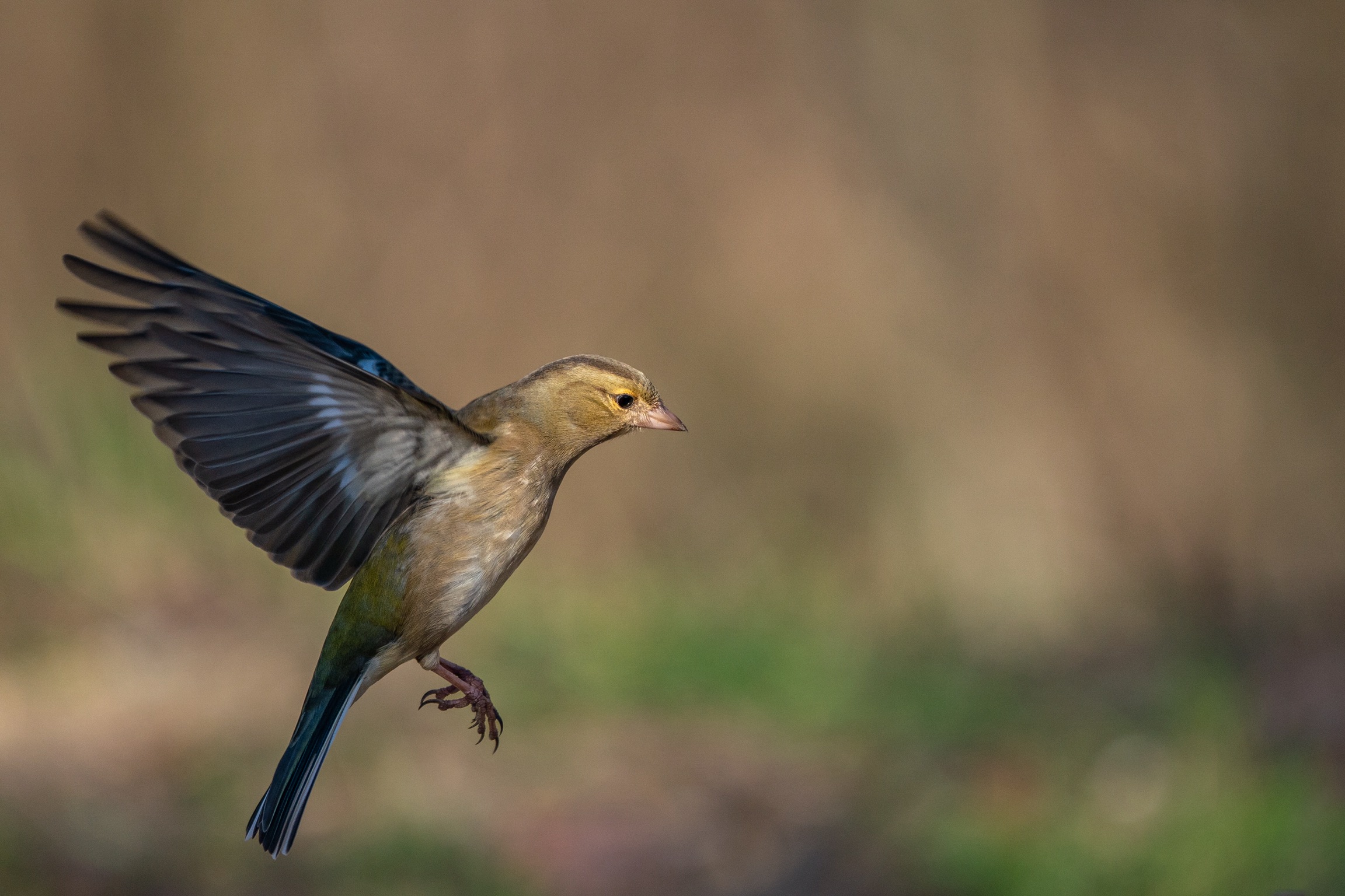 Al Parco della Piana 1