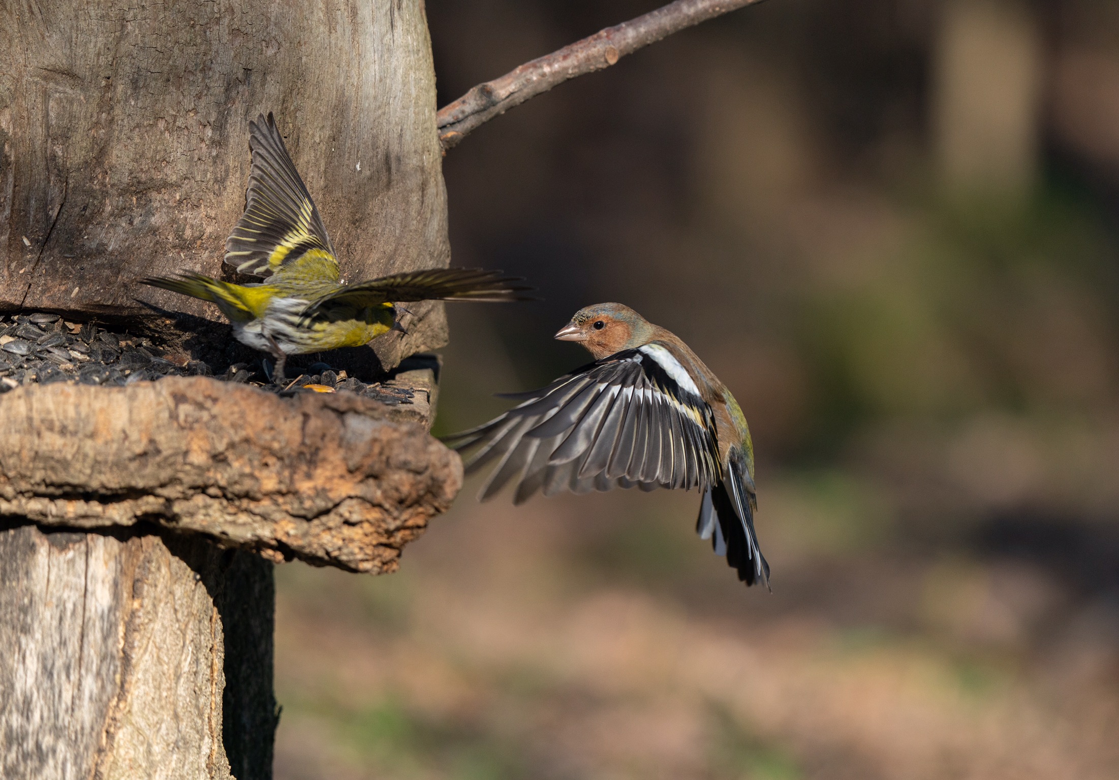Al Parco della Piana 2