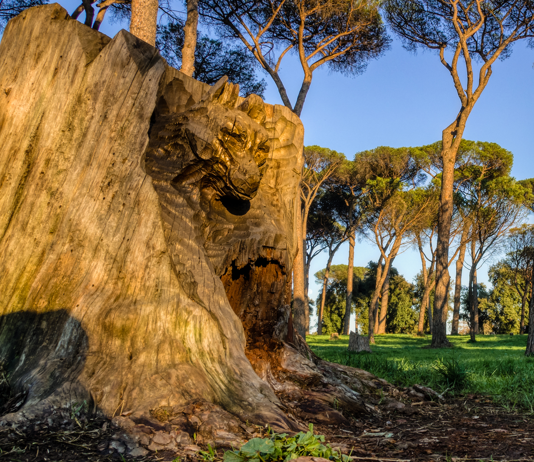 The pine forest of the golden wolf