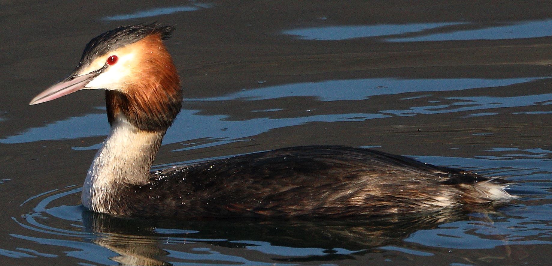 great grebe 15-01-2022