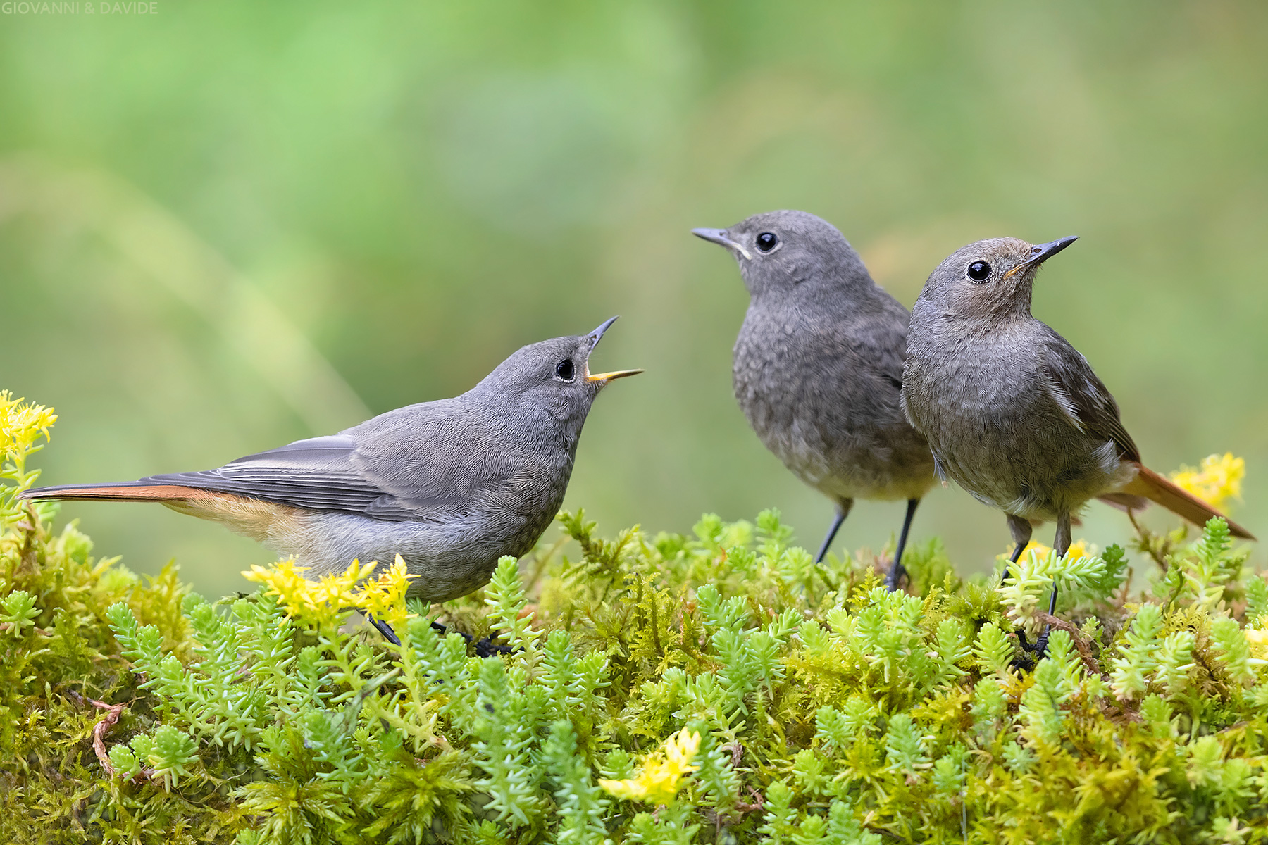 ...Siam spassssacamin...