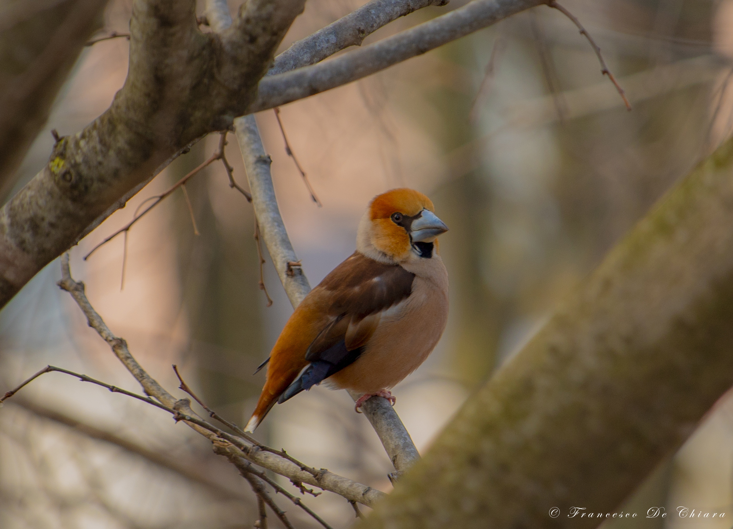 Coccothraustes
