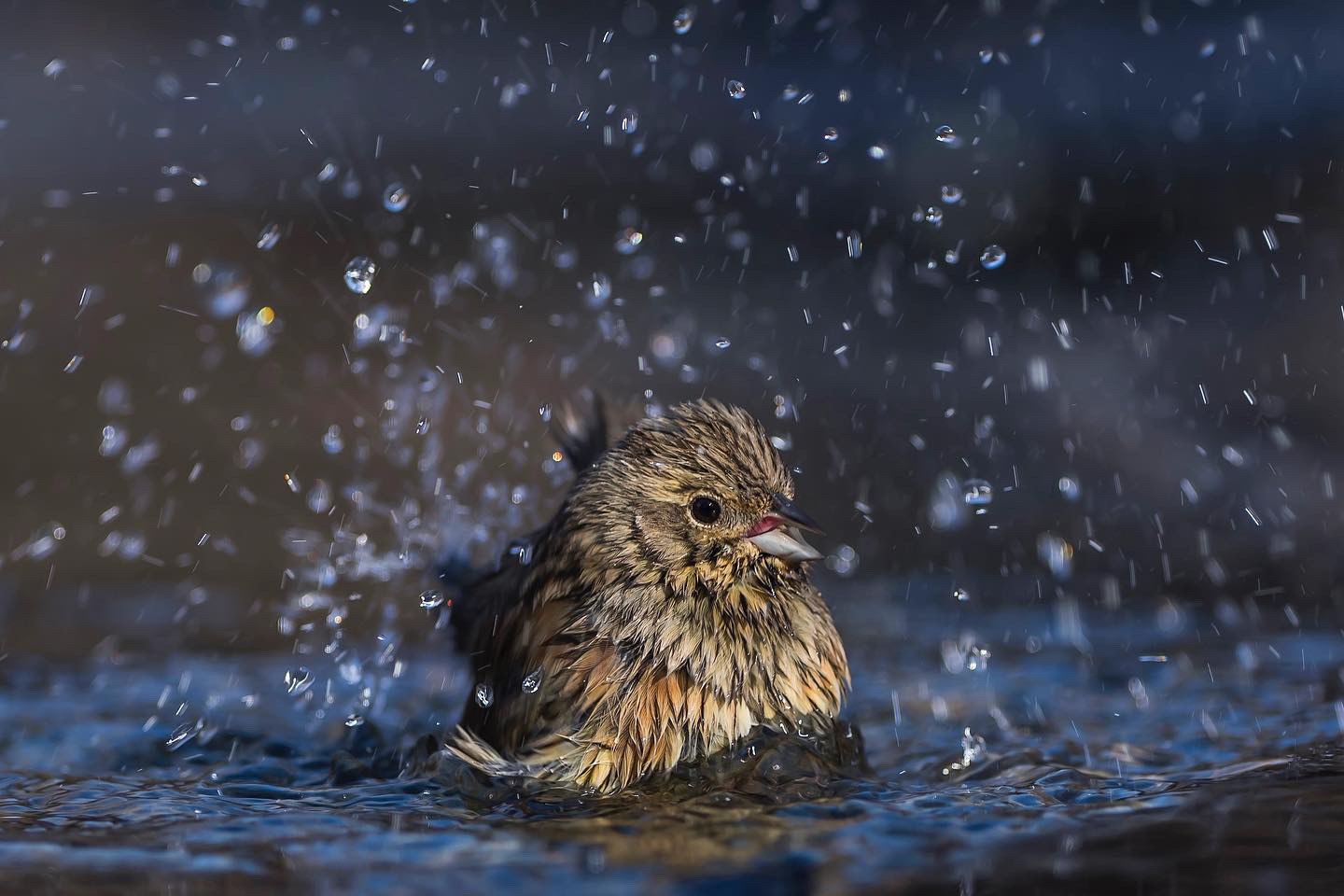 The lucherino shower