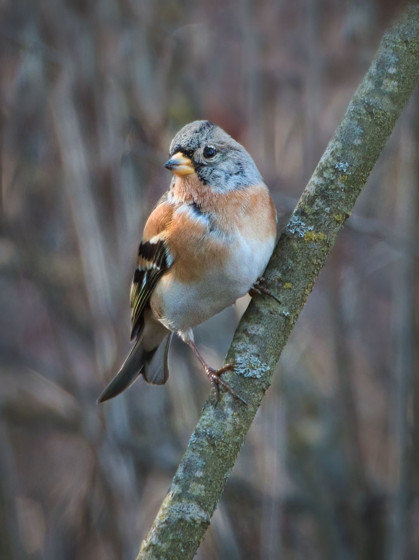 Brambling