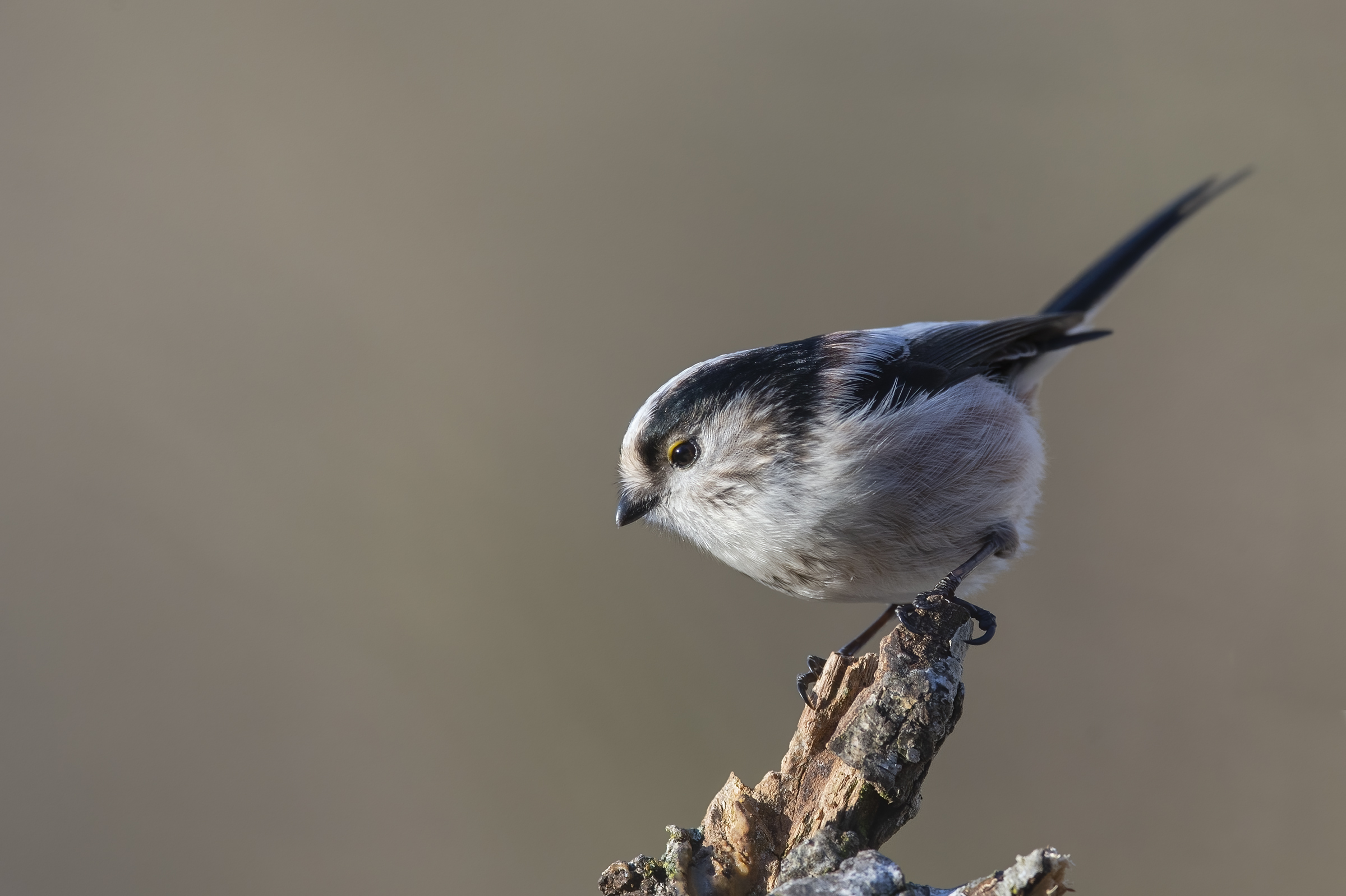 Codibugnol (Aegithalos caudatus)