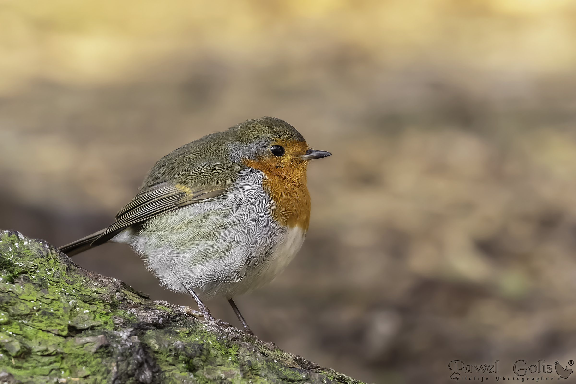 Pettirosso europeo (Erithacus rubecula)