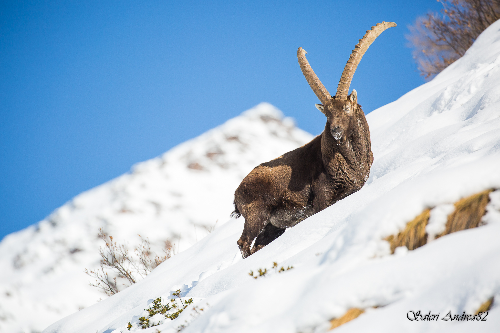 Ibex