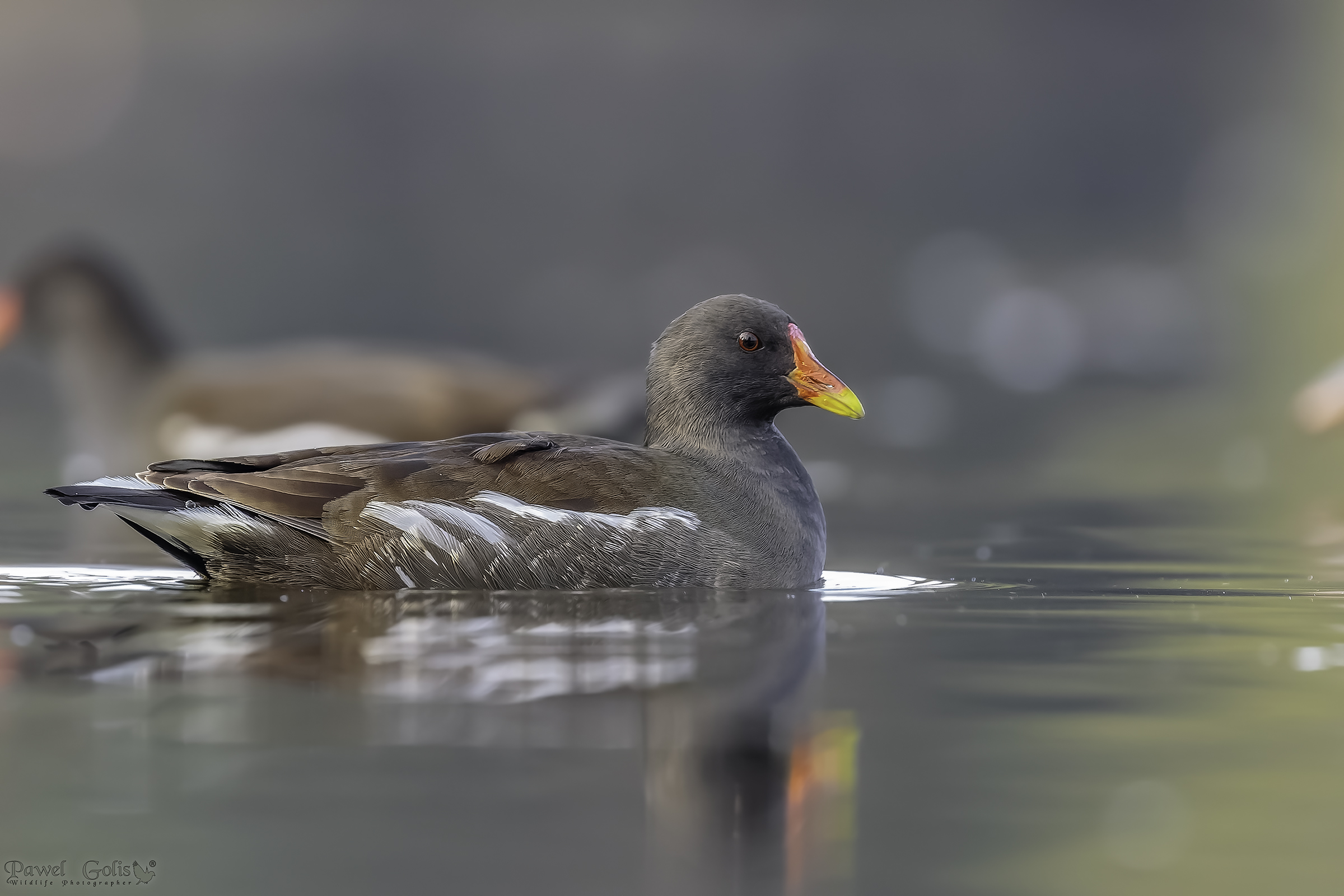 Gallinella d'acqua comune (Gallinula chloropus)