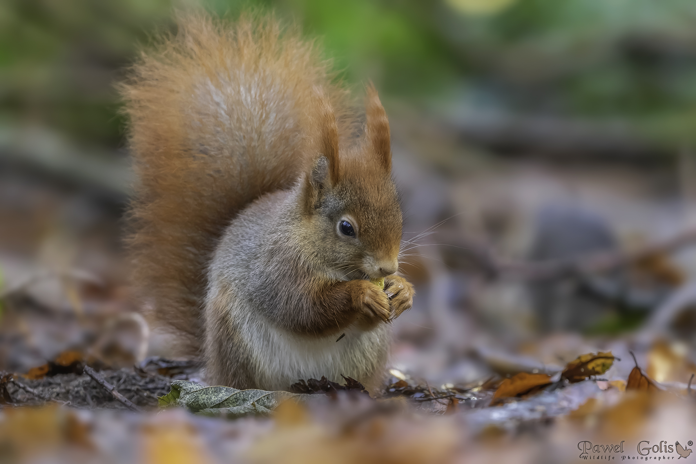 Red Squirell (Sciurus vulgaris)