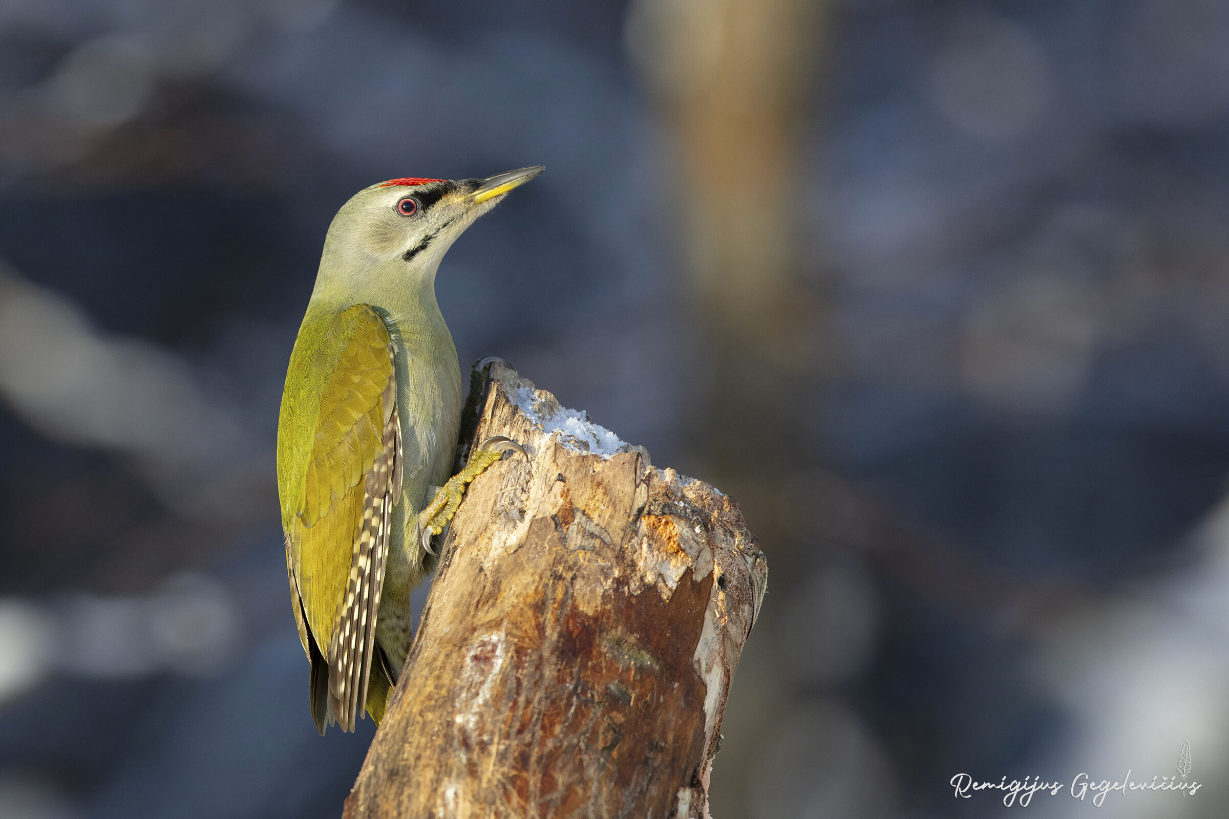 Grey-headed Woodpecker