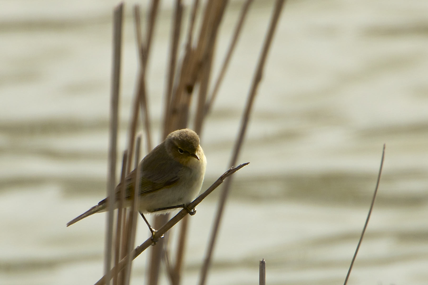 The sweet little Liu