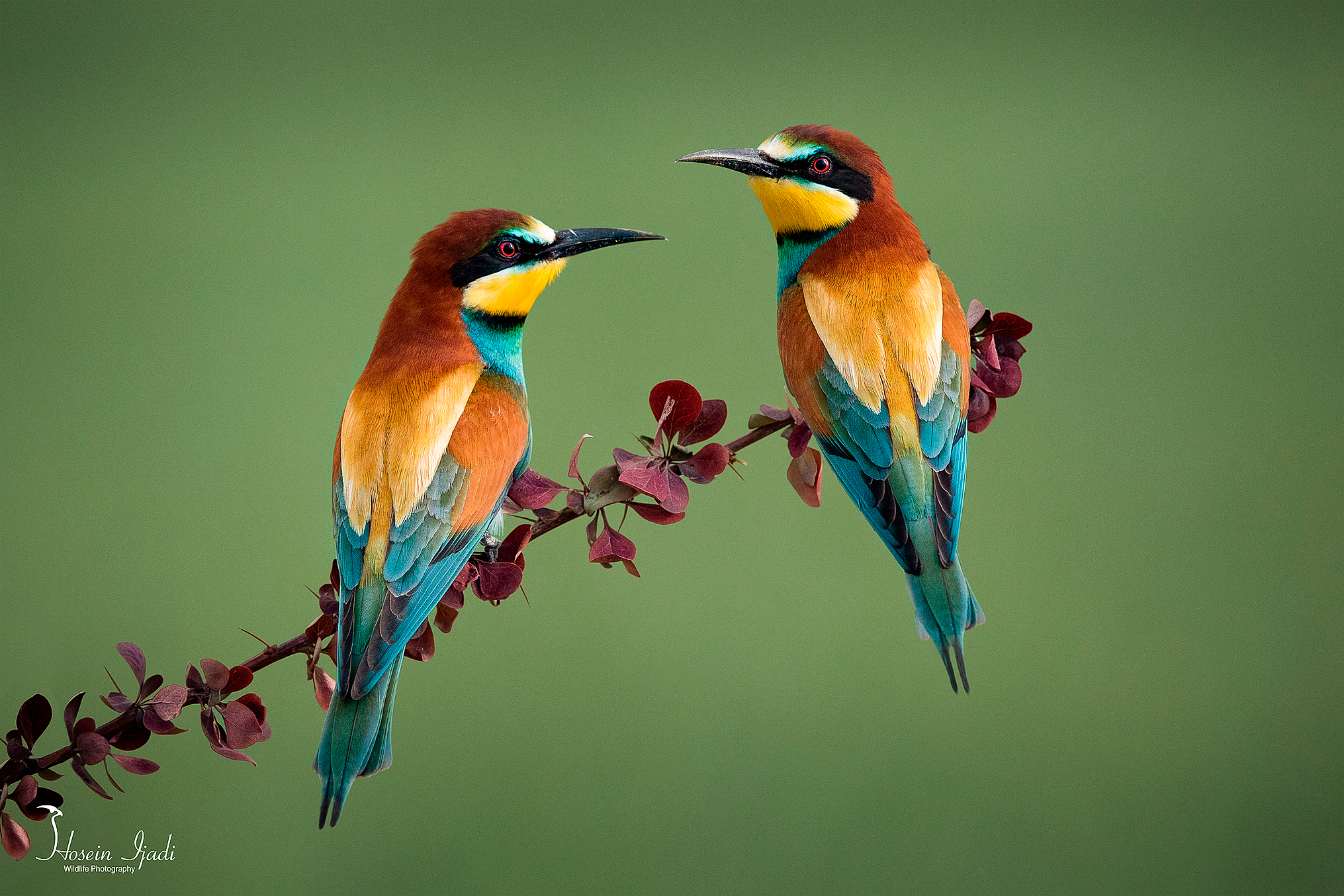 Bee eaters