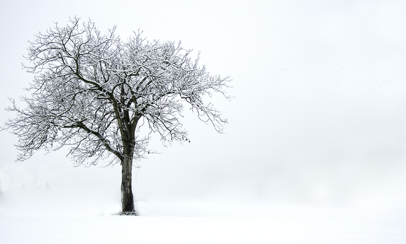 Minimalist - Tree
