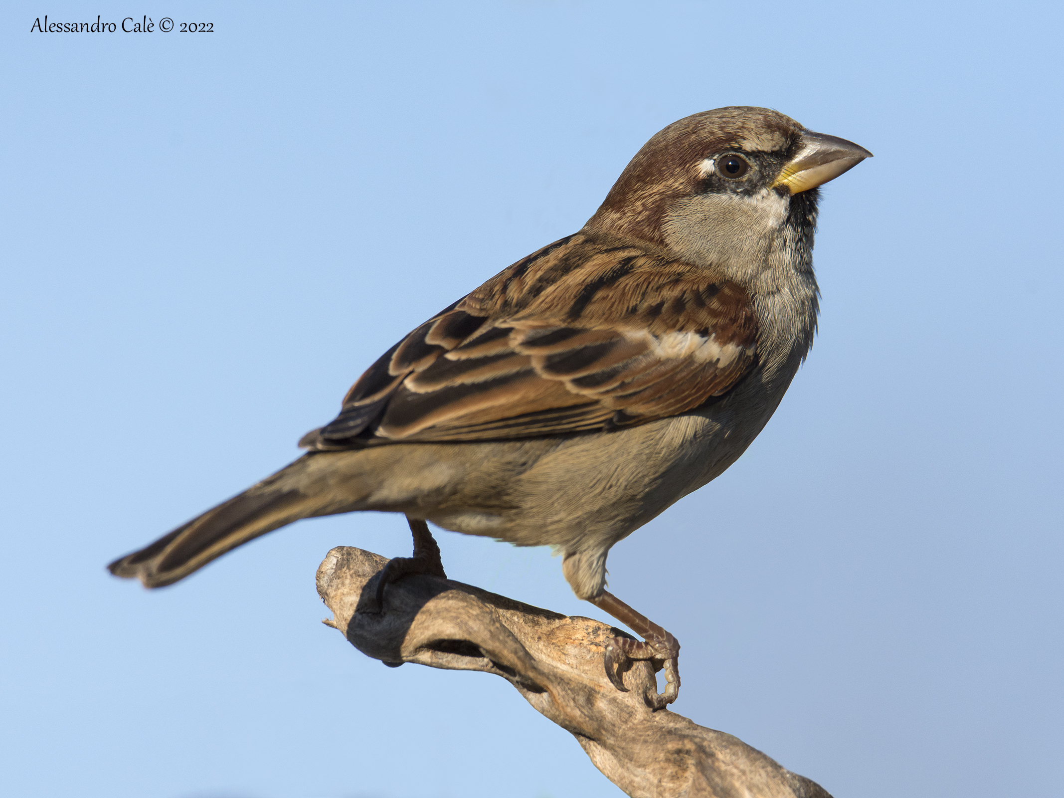 Passer domesticus (Passera domestica) 4642