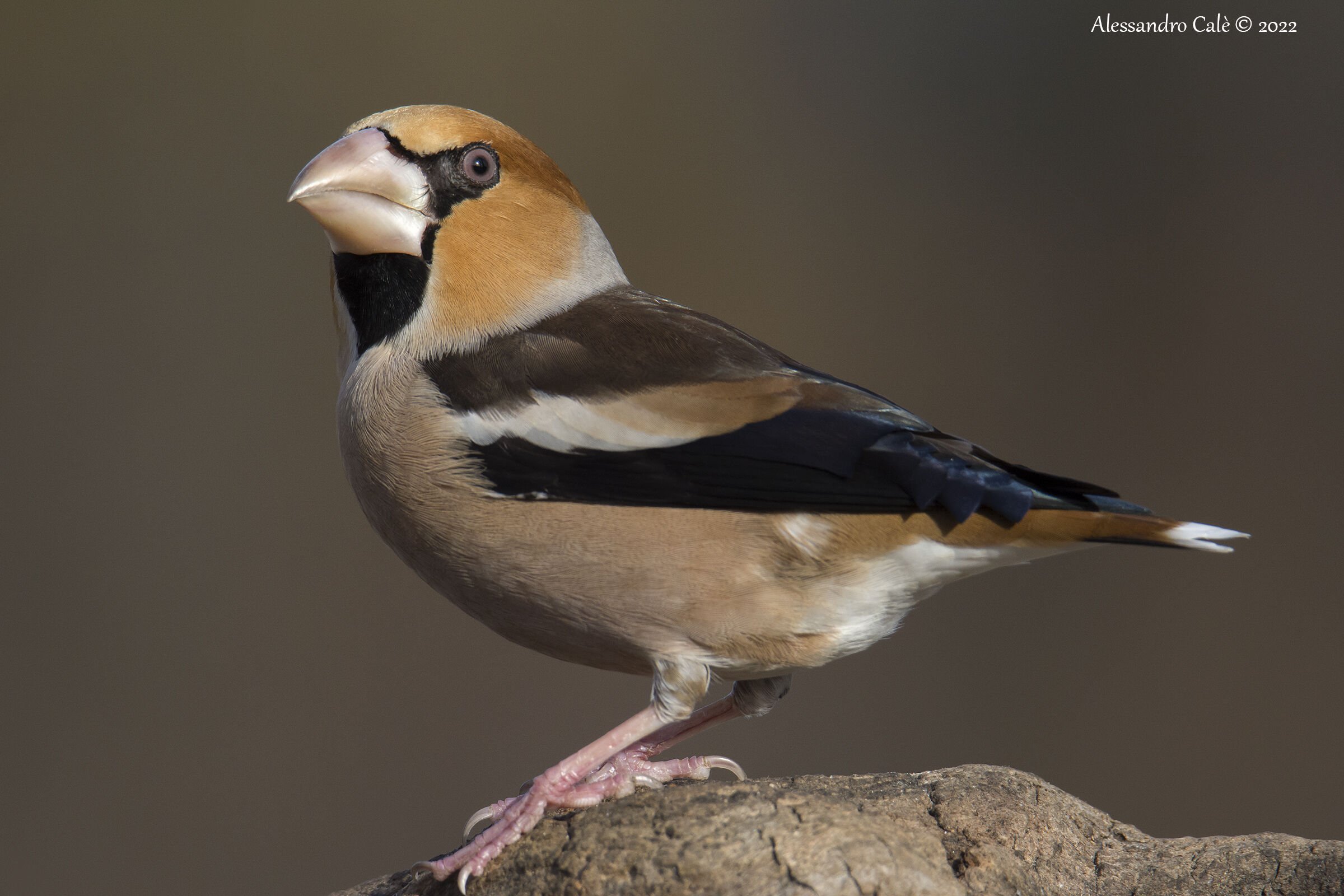 Coccothrauste coccothrauste (Frosone) 2913