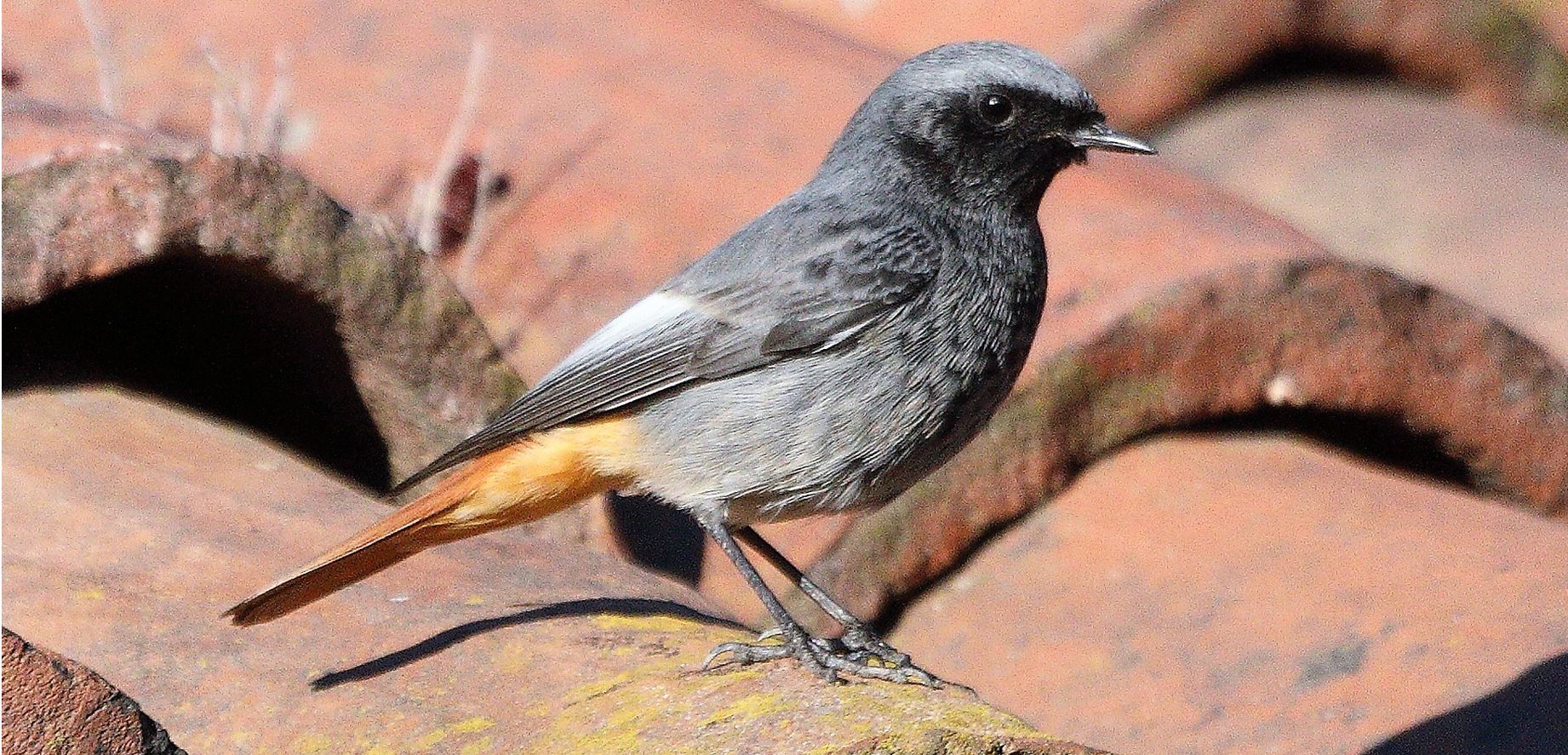 black redstart