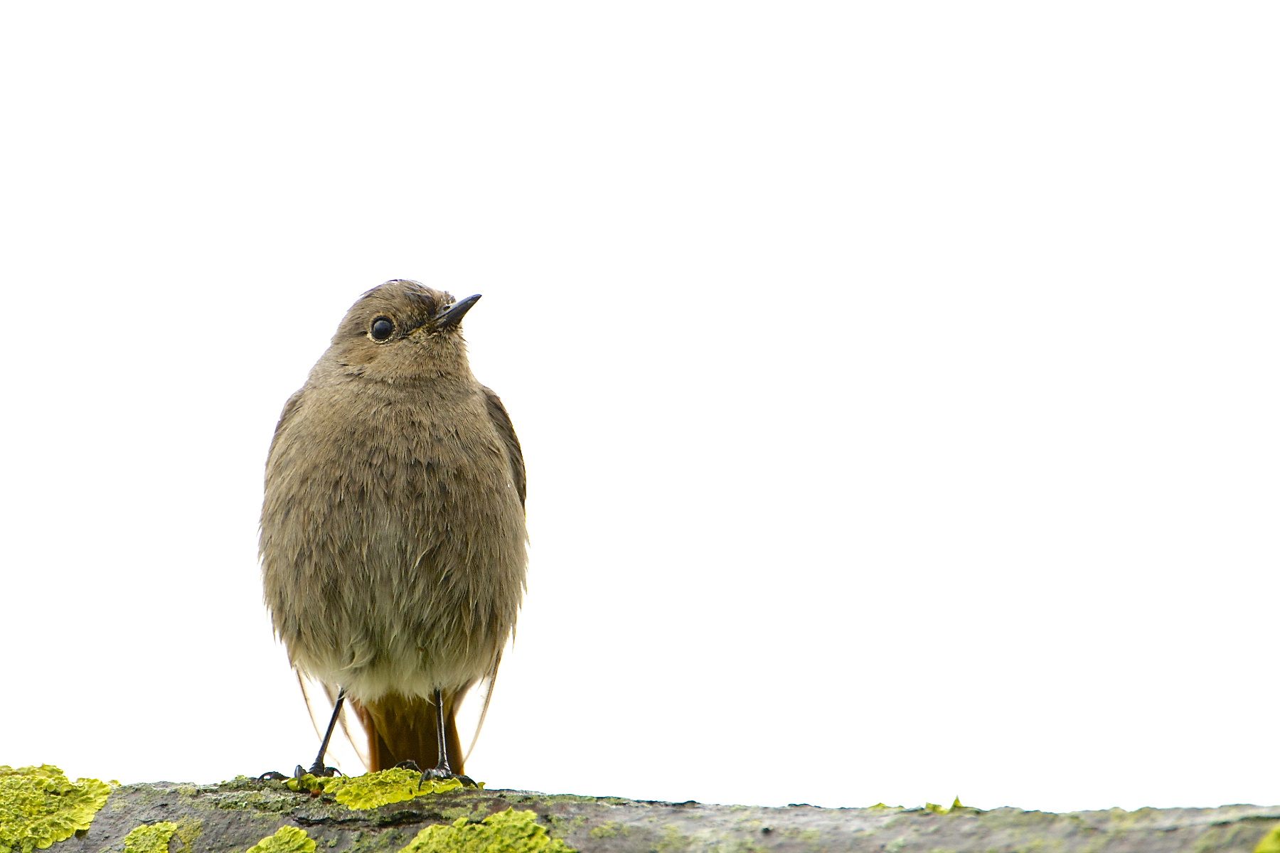 the companion of the black on black