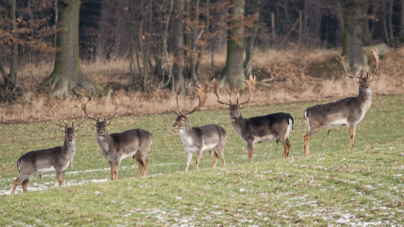 fallow deer european male