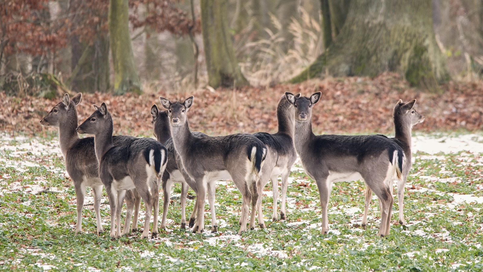fallow deer european female
