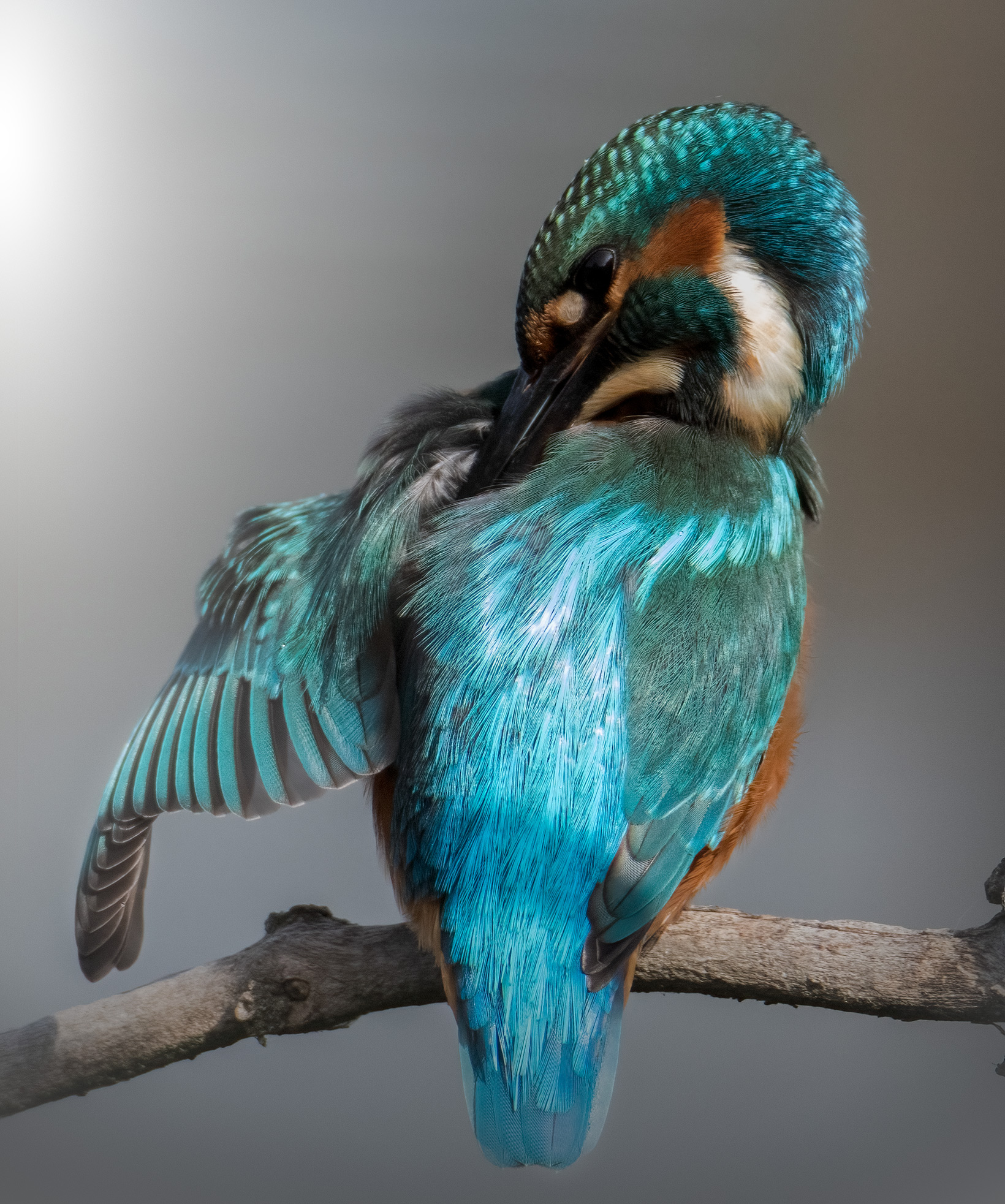 Il mio primo Martino (Alcedo Atthis)