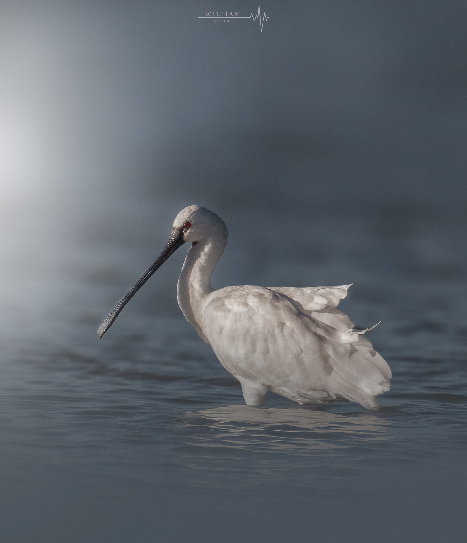 Spatola (Platalea leucorodia)