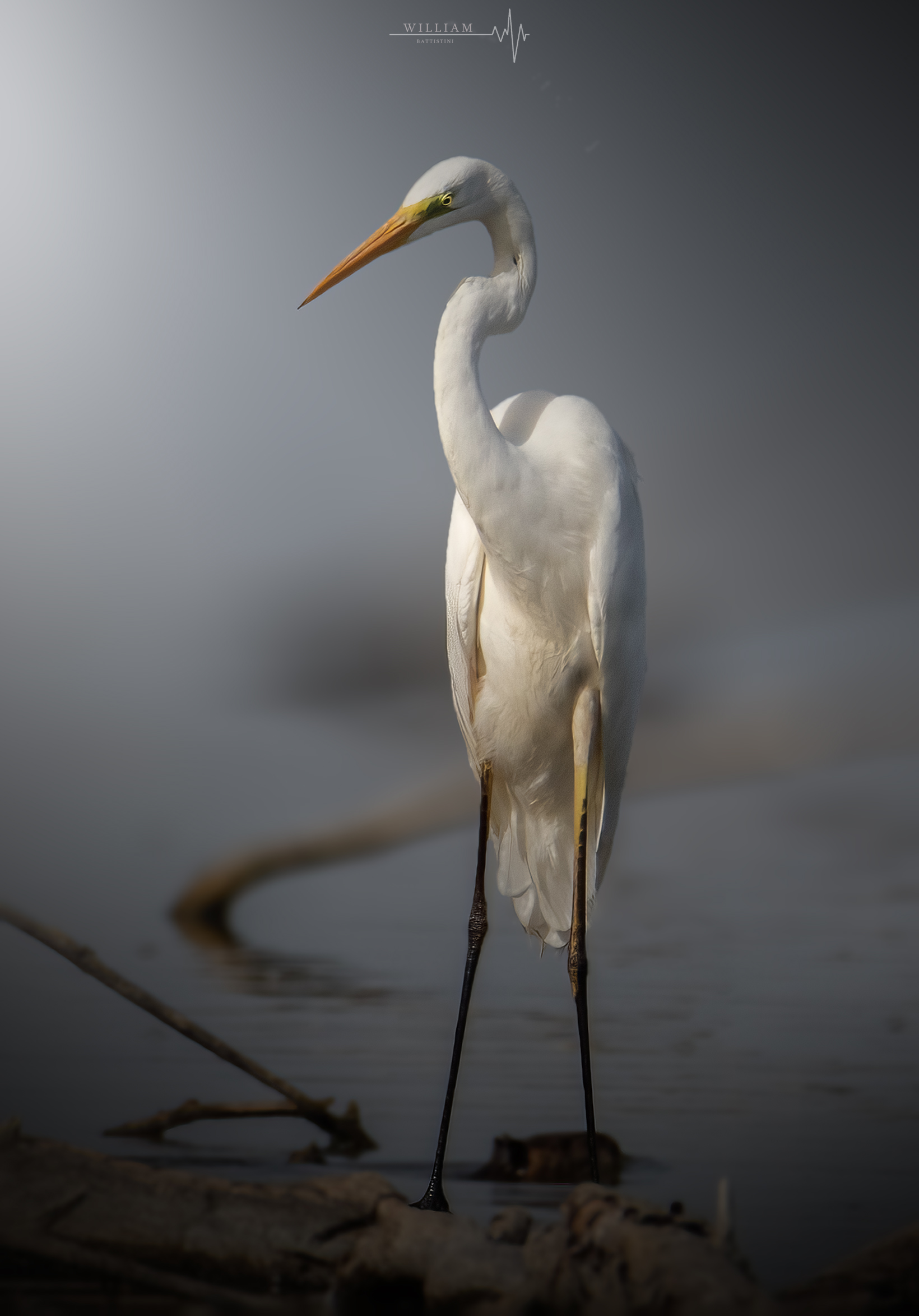 Airone bianco maggiore (Casmerodius albus)
