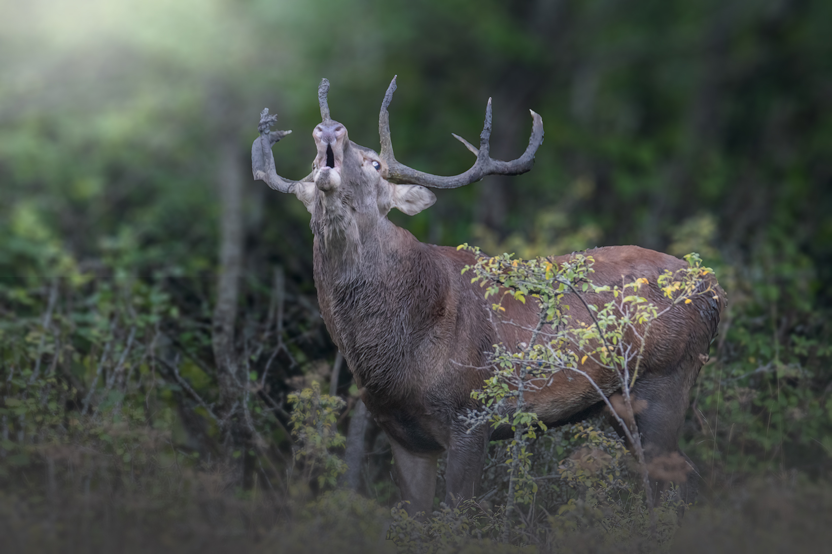 il mio primo Bramito
