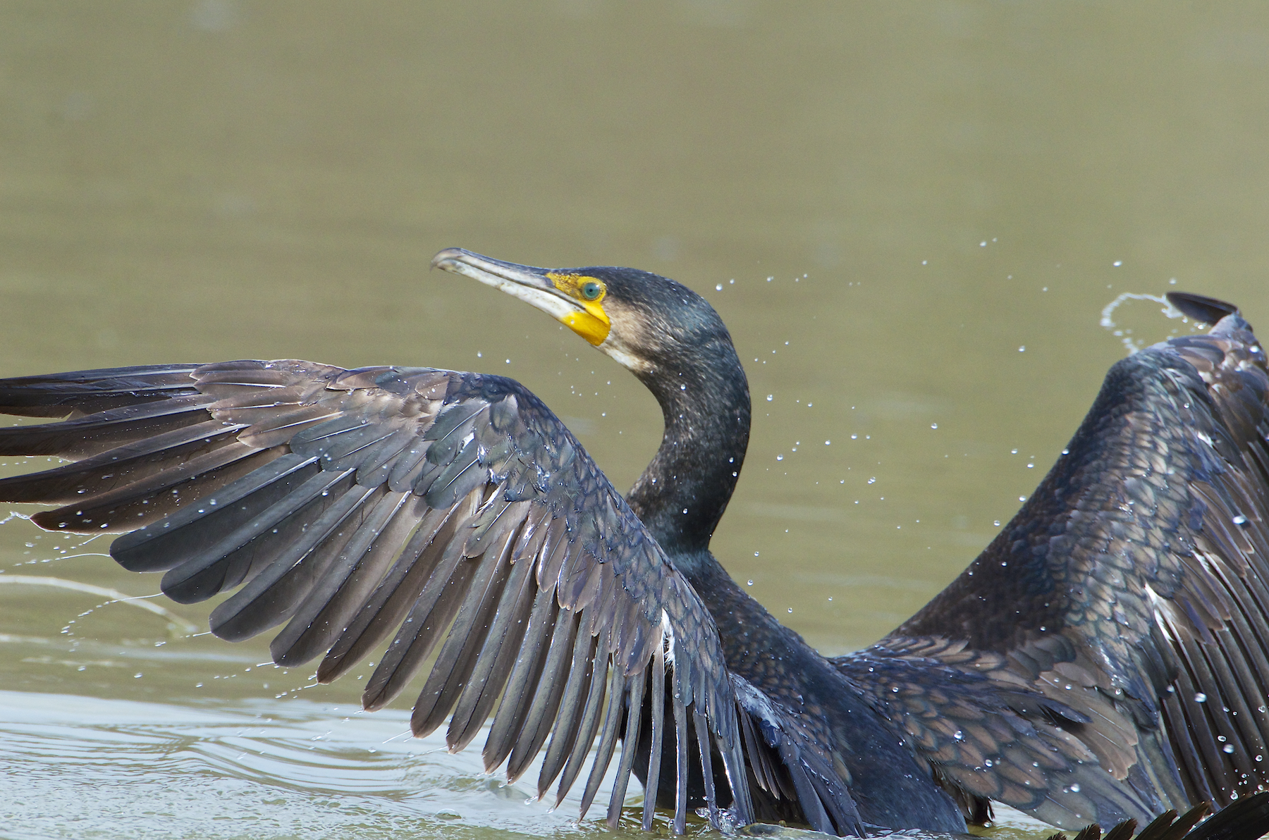 the cormorant .... outgoing