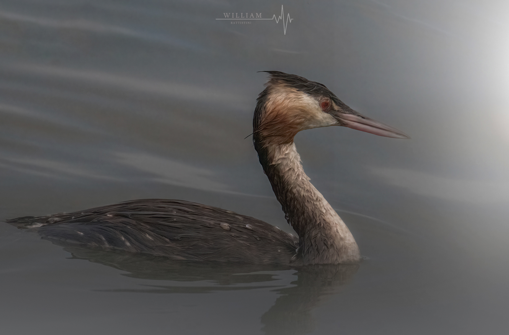 Svasso (podiceps cristatus)