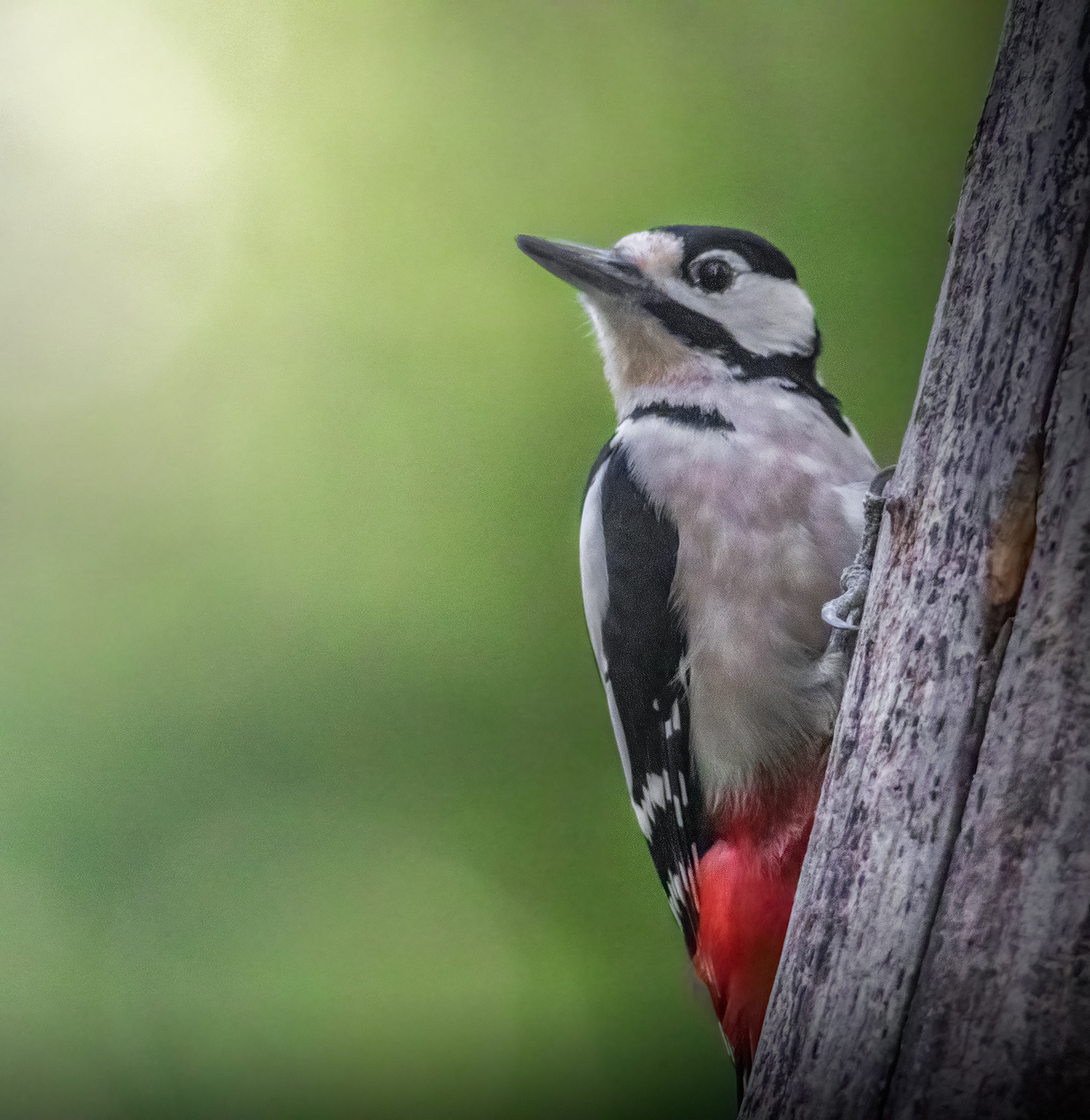 Il mio primo Picchio (Dendrocopos major)