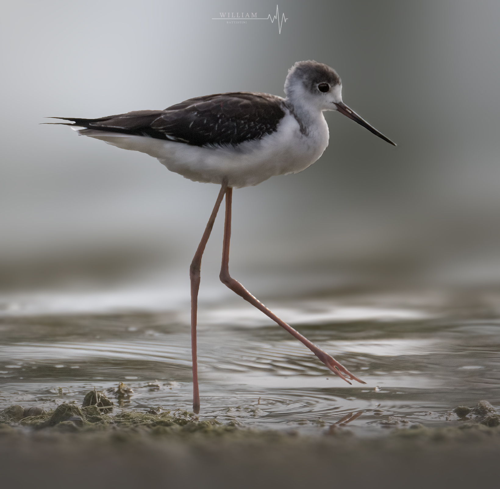 Il cavaliere d'Italia