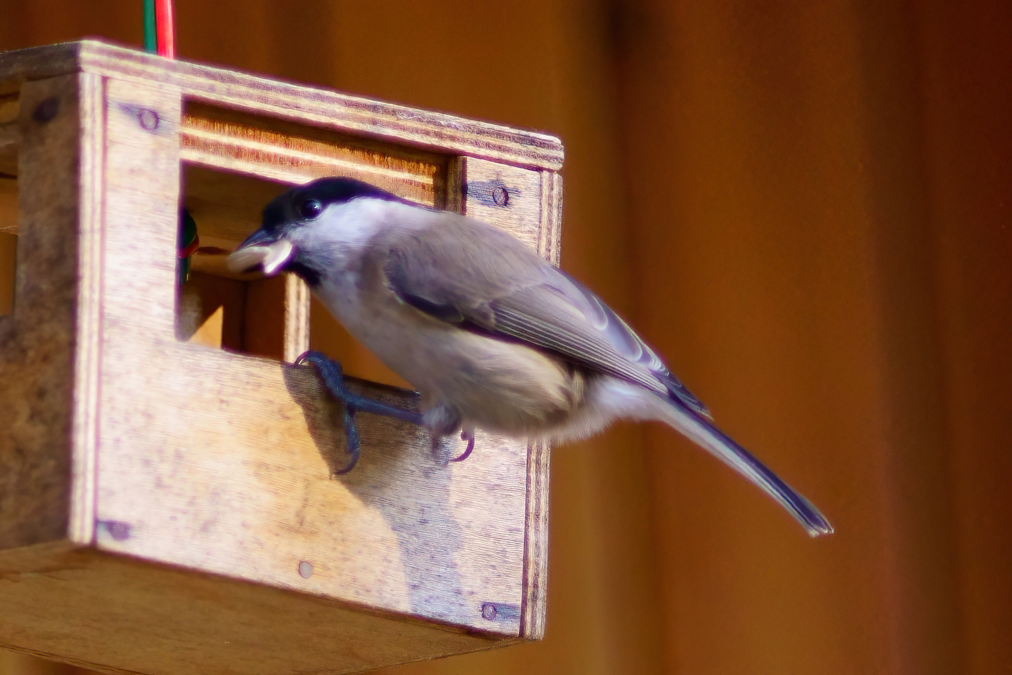 Capinera colta in flagranza di reato