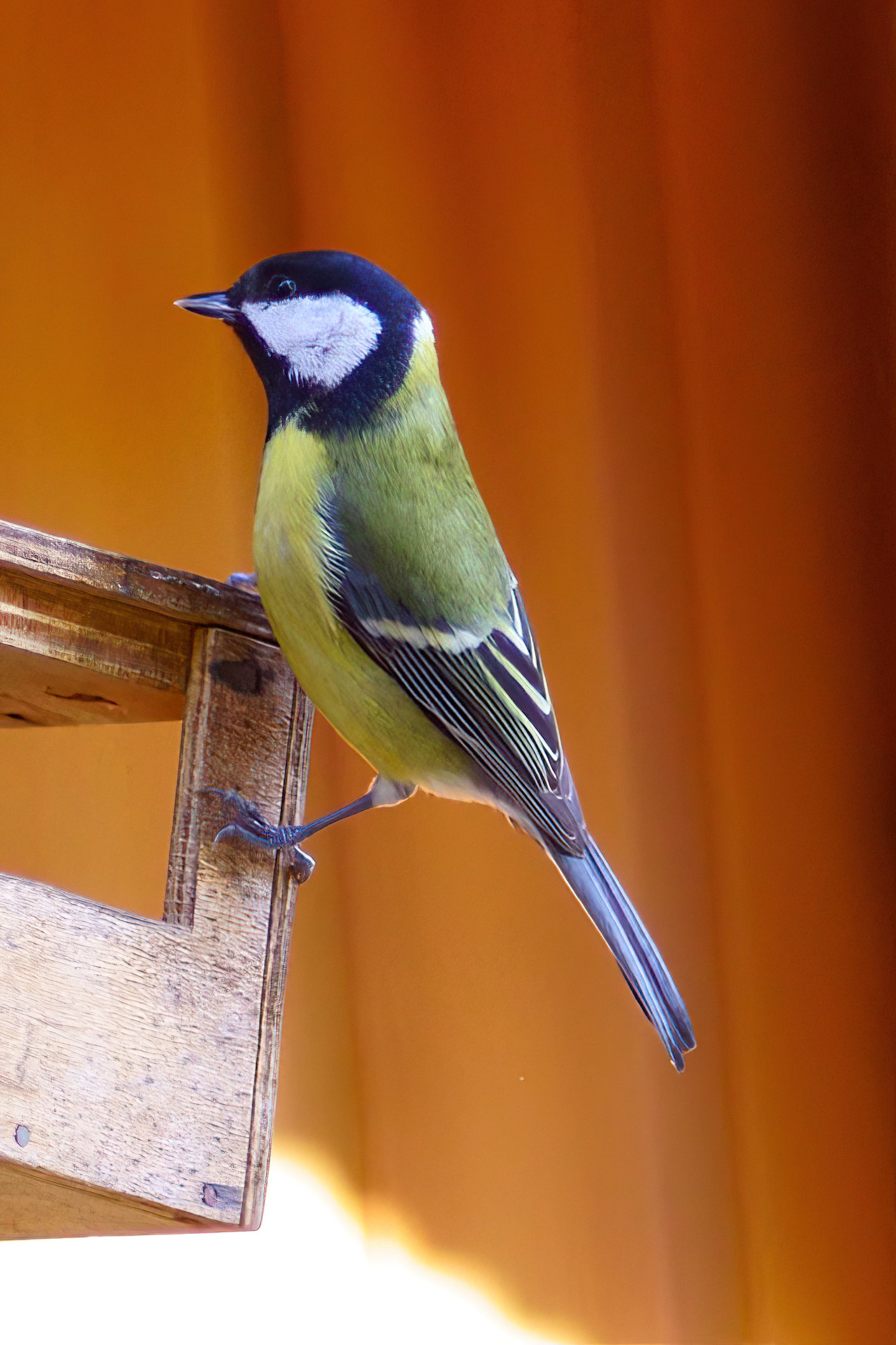 cinciallegra sospettosa