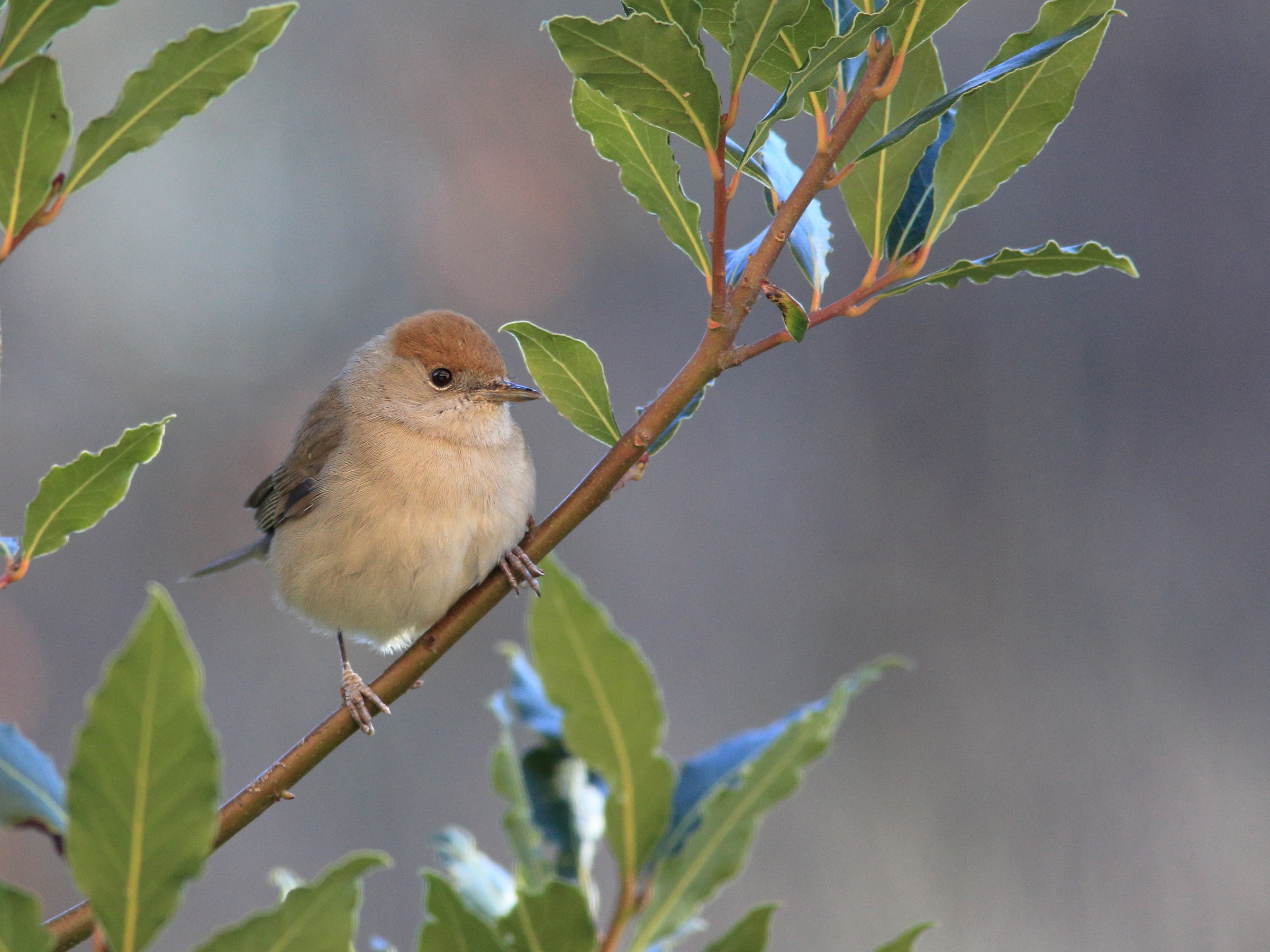 Sylvia atricapilla   capinera