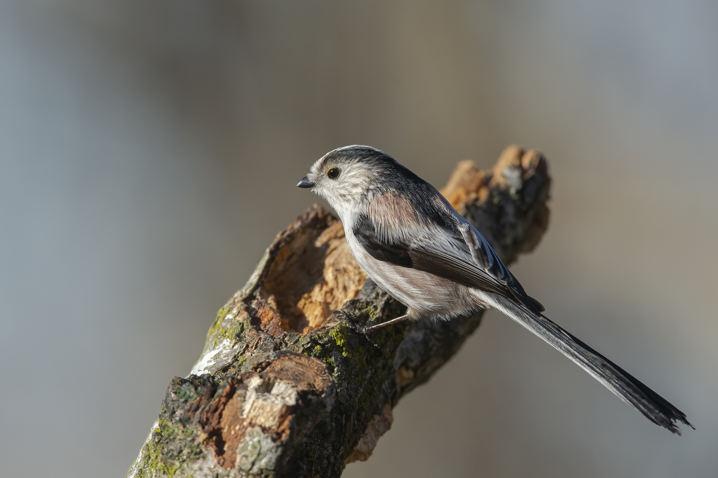 Codibugnol (Aegithalos caudatus)