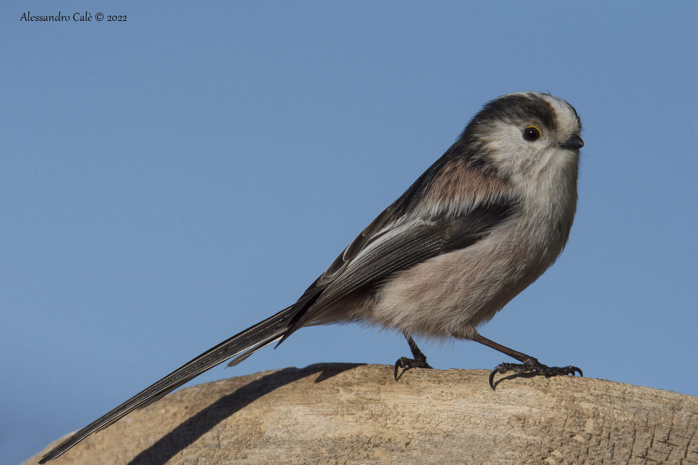 Aegithalos caudatus ( Codibugnolo) 4618