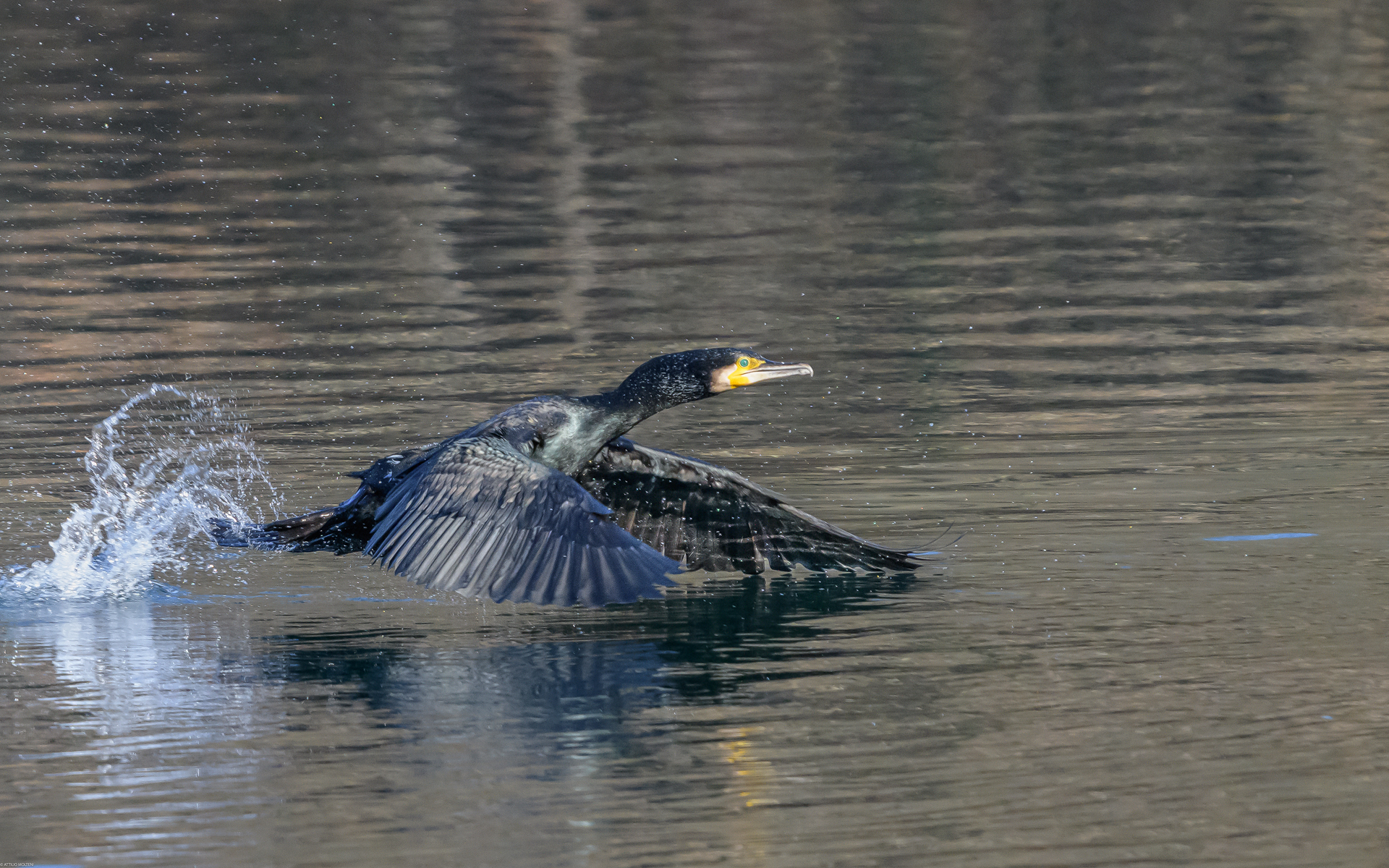 cormorano