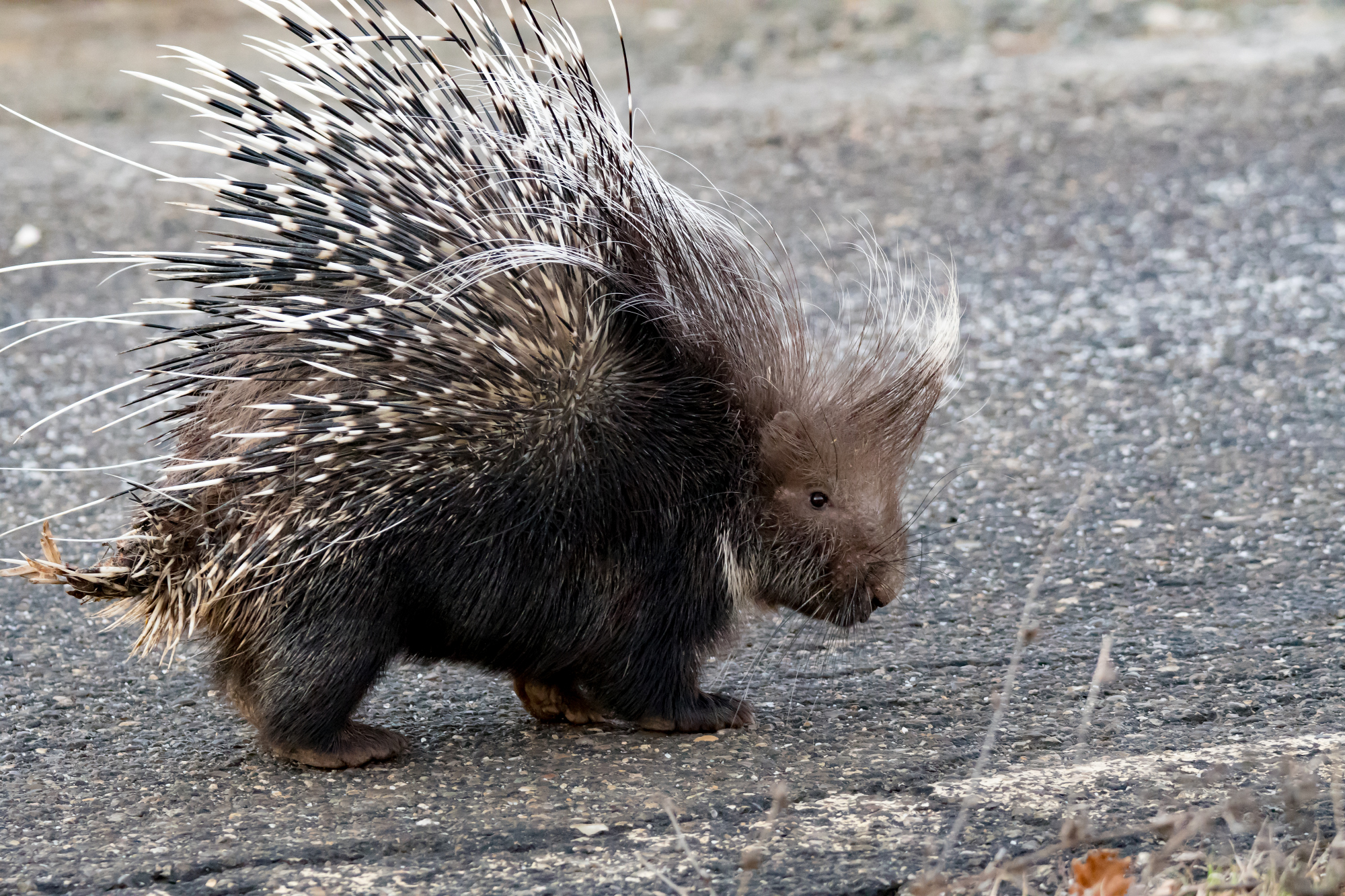 Porcupine