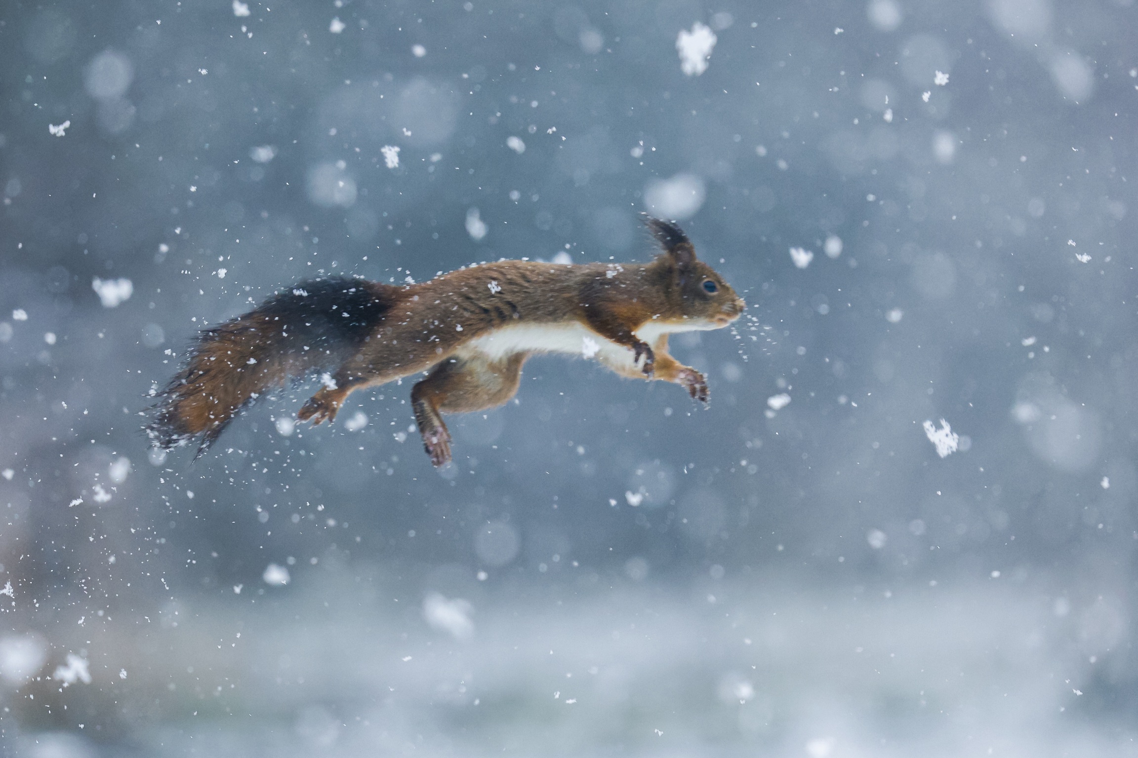 Jumping in the snow