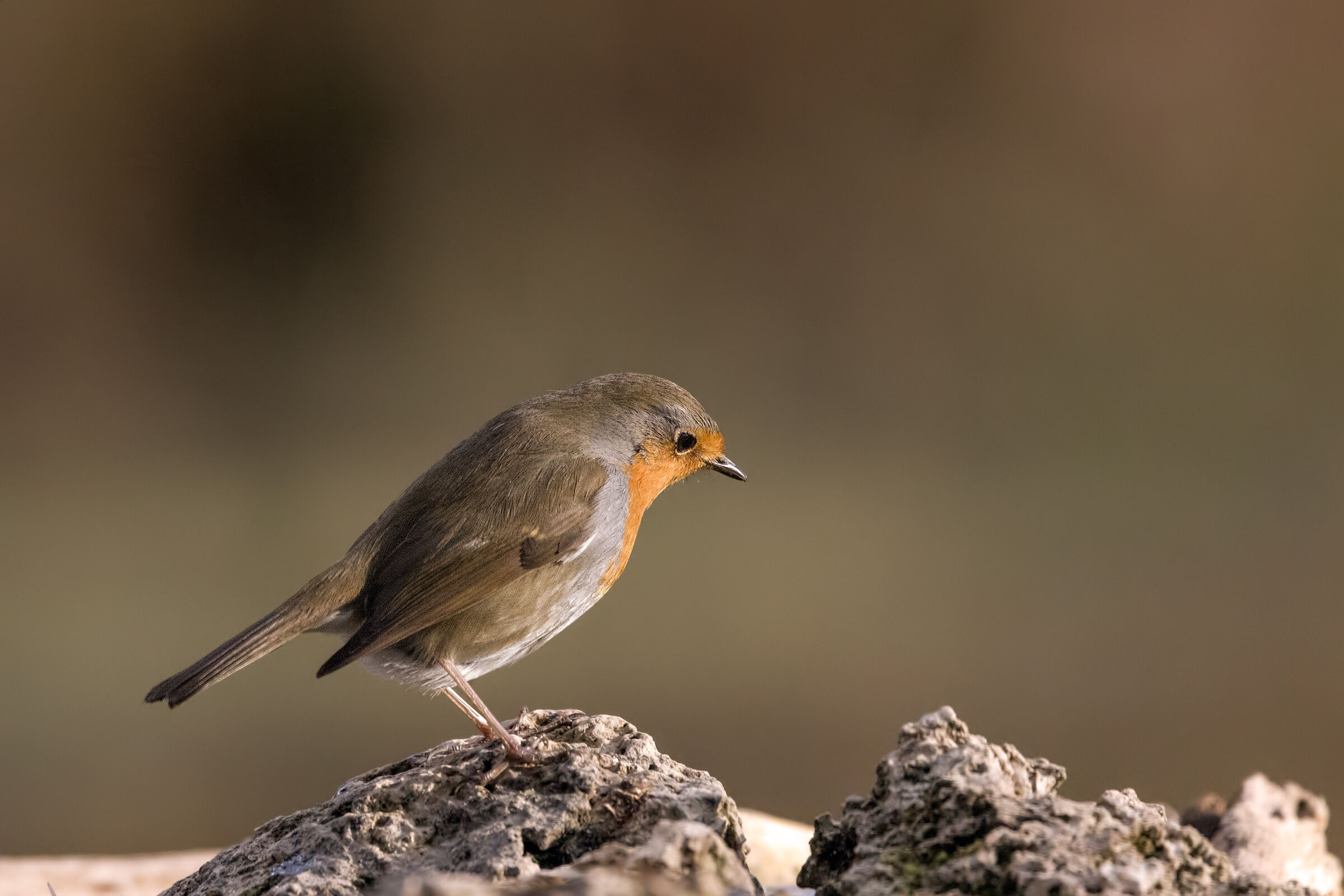 The robin.... still him