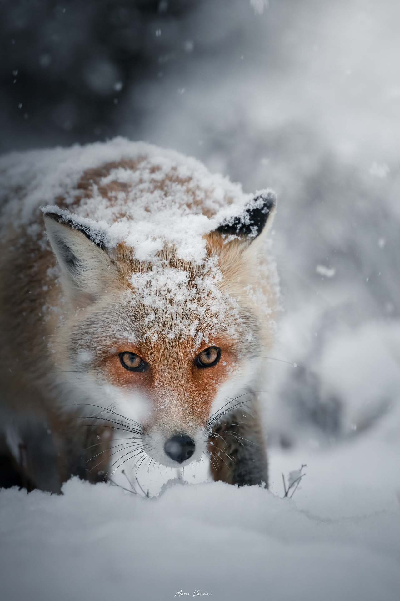 Winter