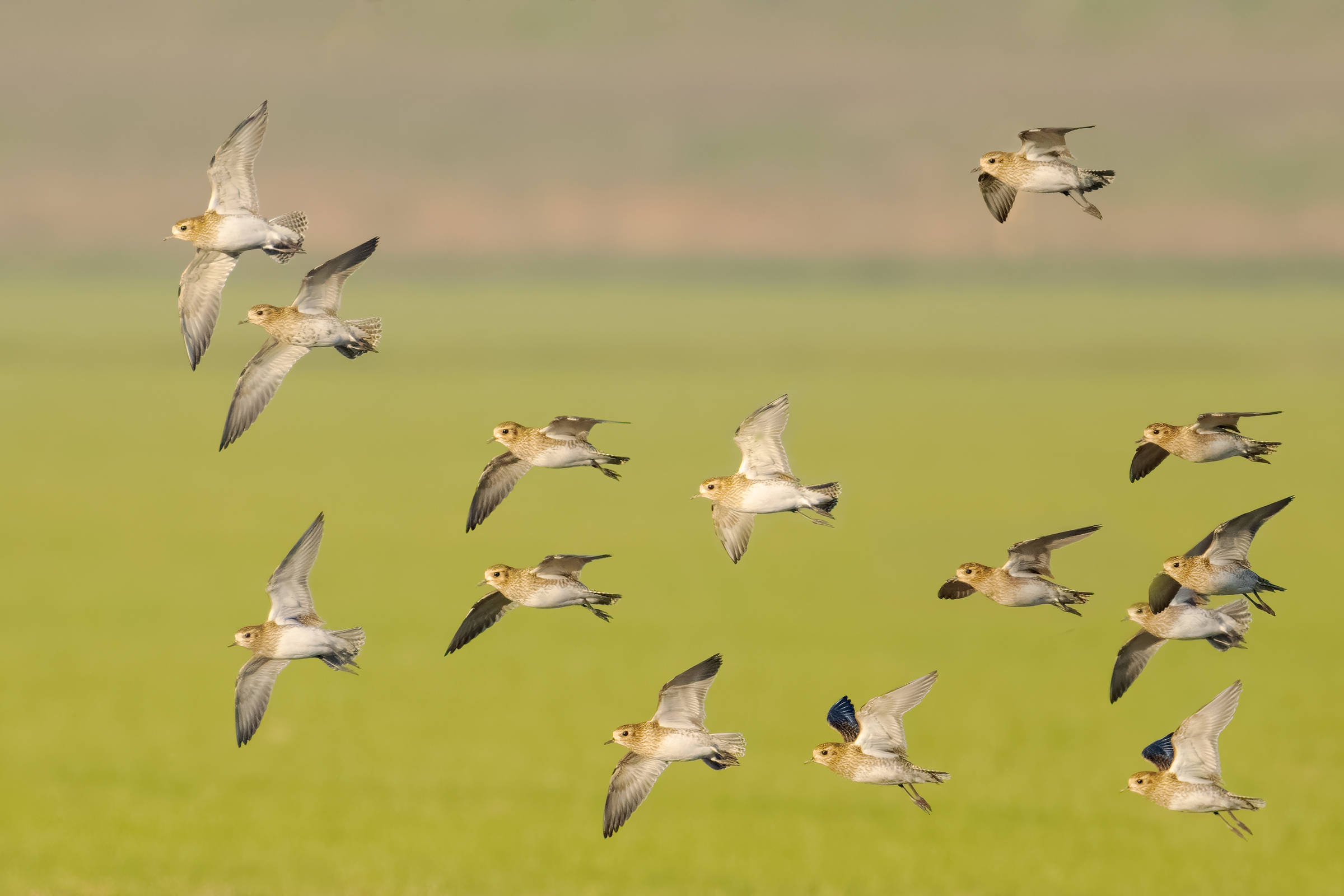 Golden Plovers