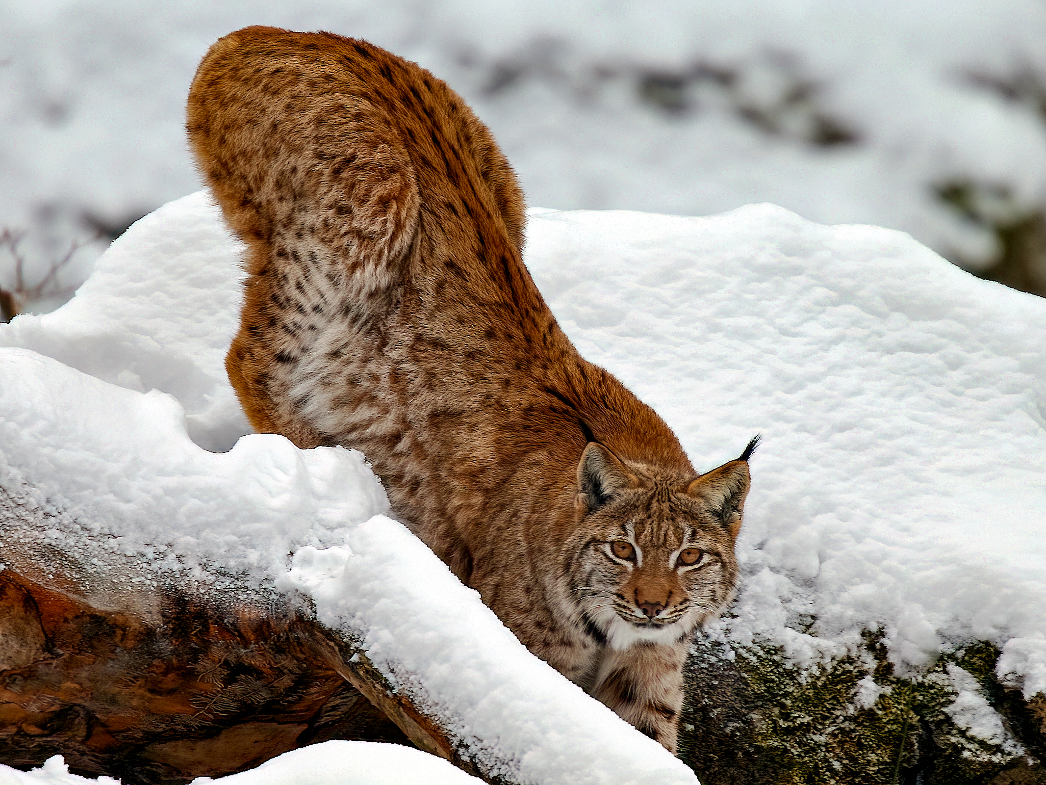 Lynx in Bavaria