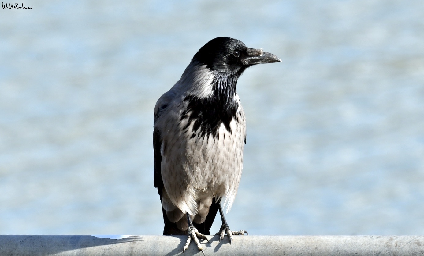 Hooded crow