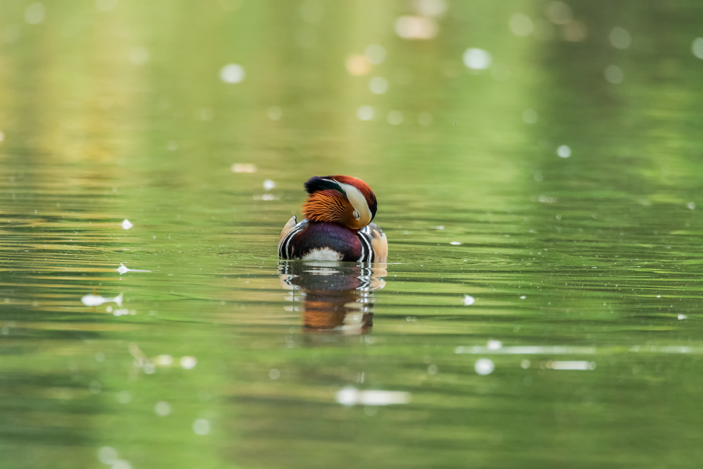 Mandarin duck