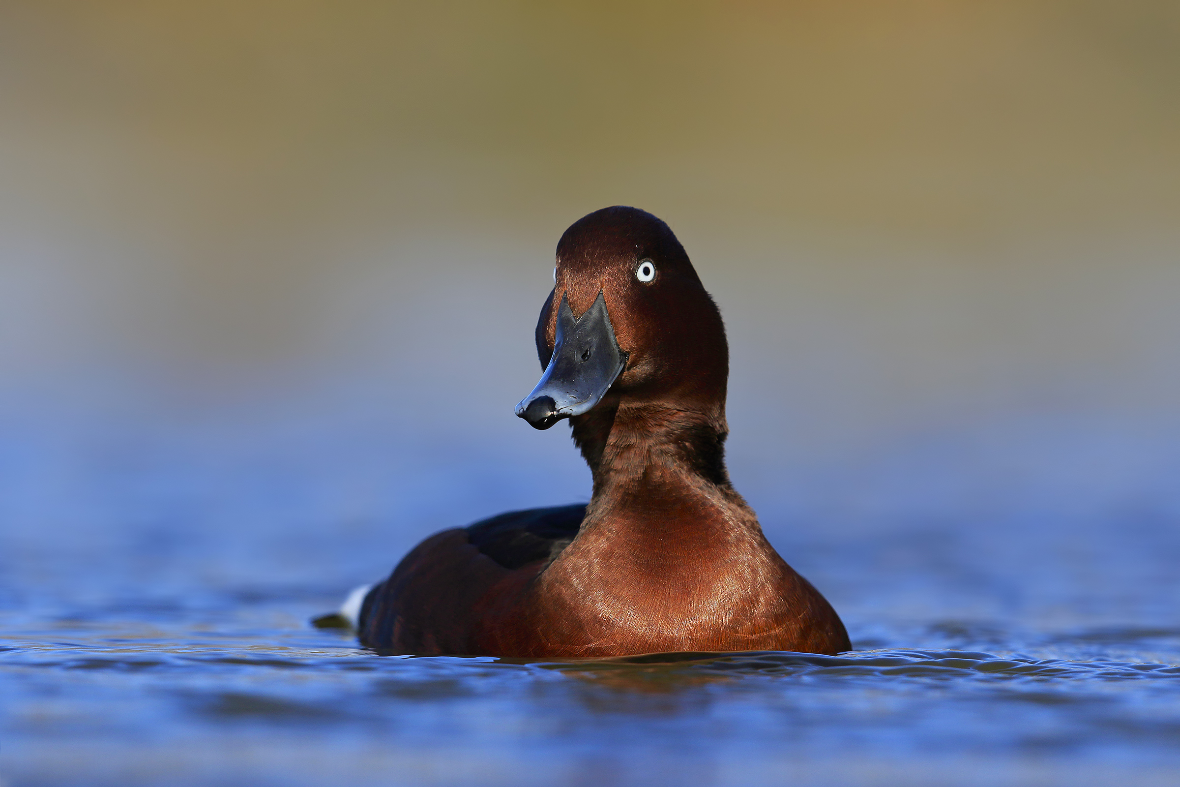Ferruginous duck