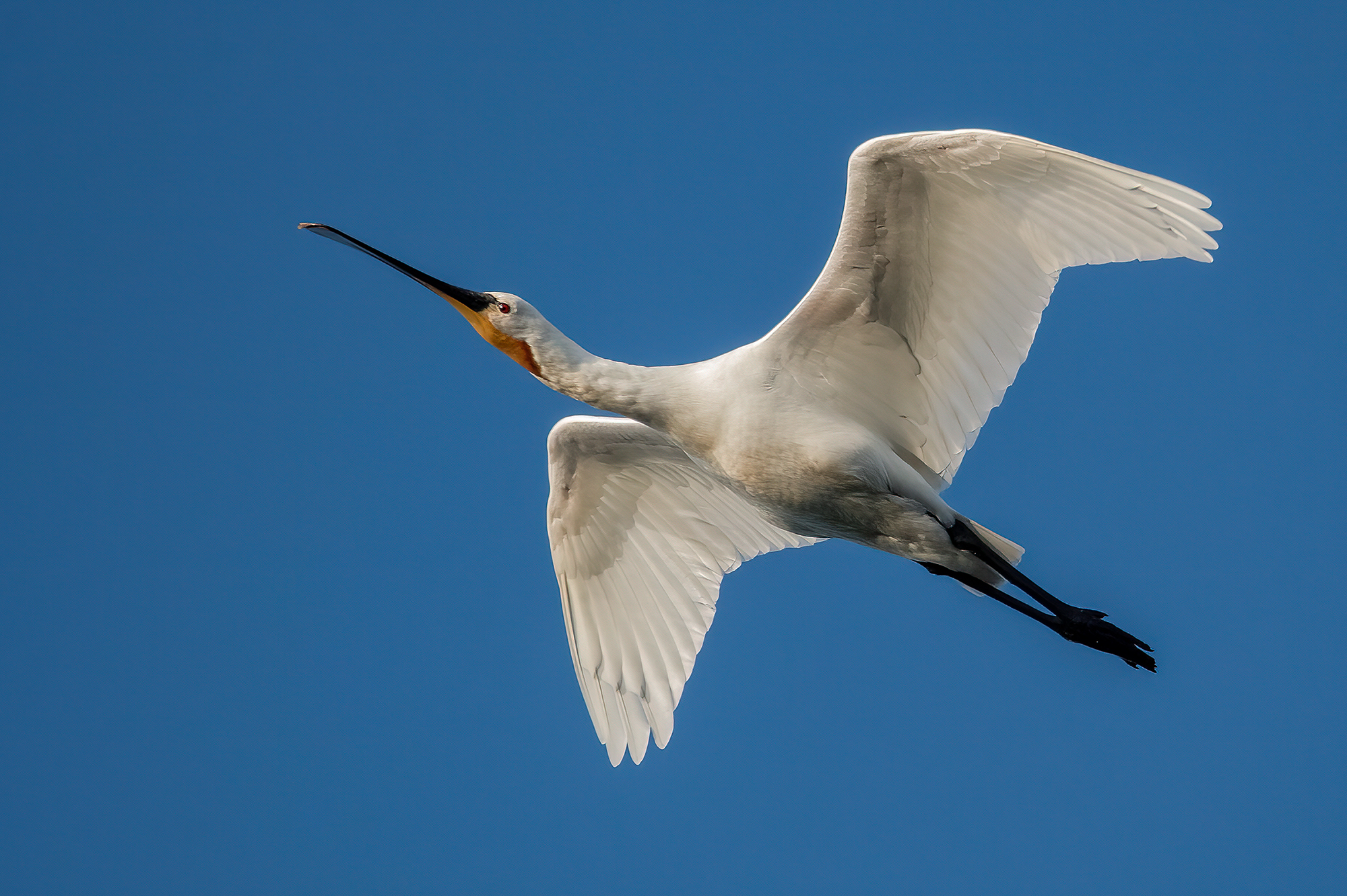 spatola(Platalea leucorodia)