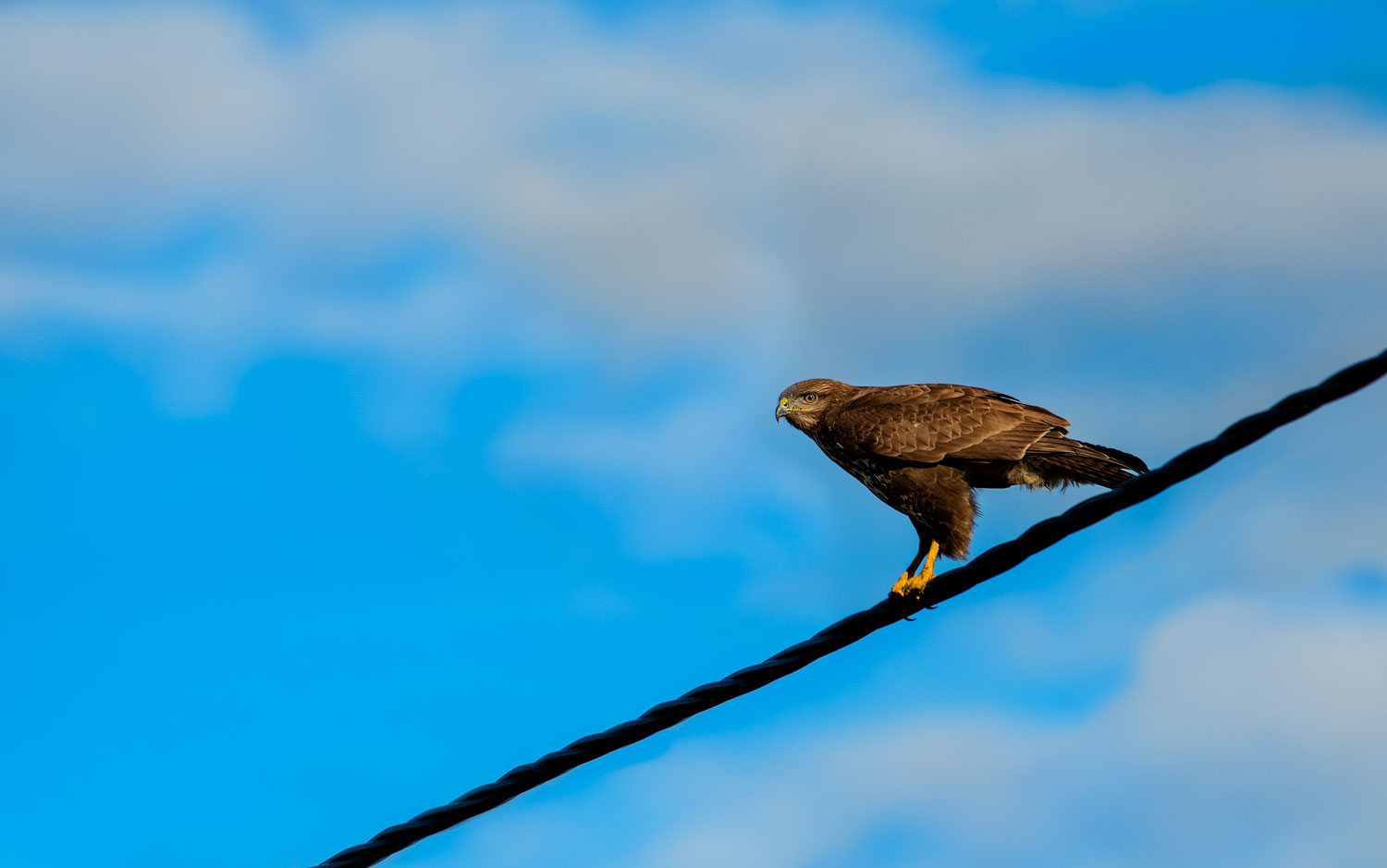 Buzzard