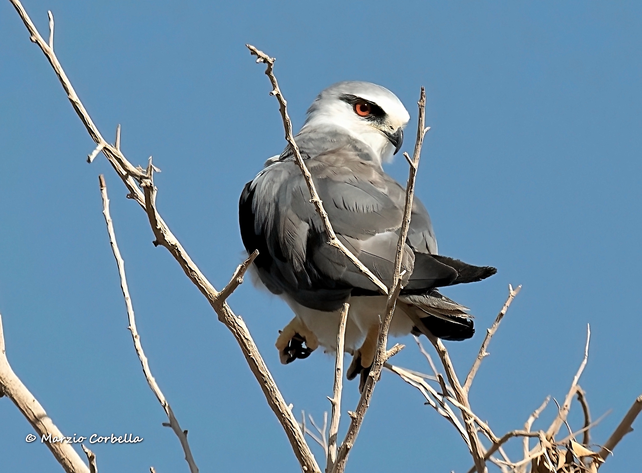 White kite